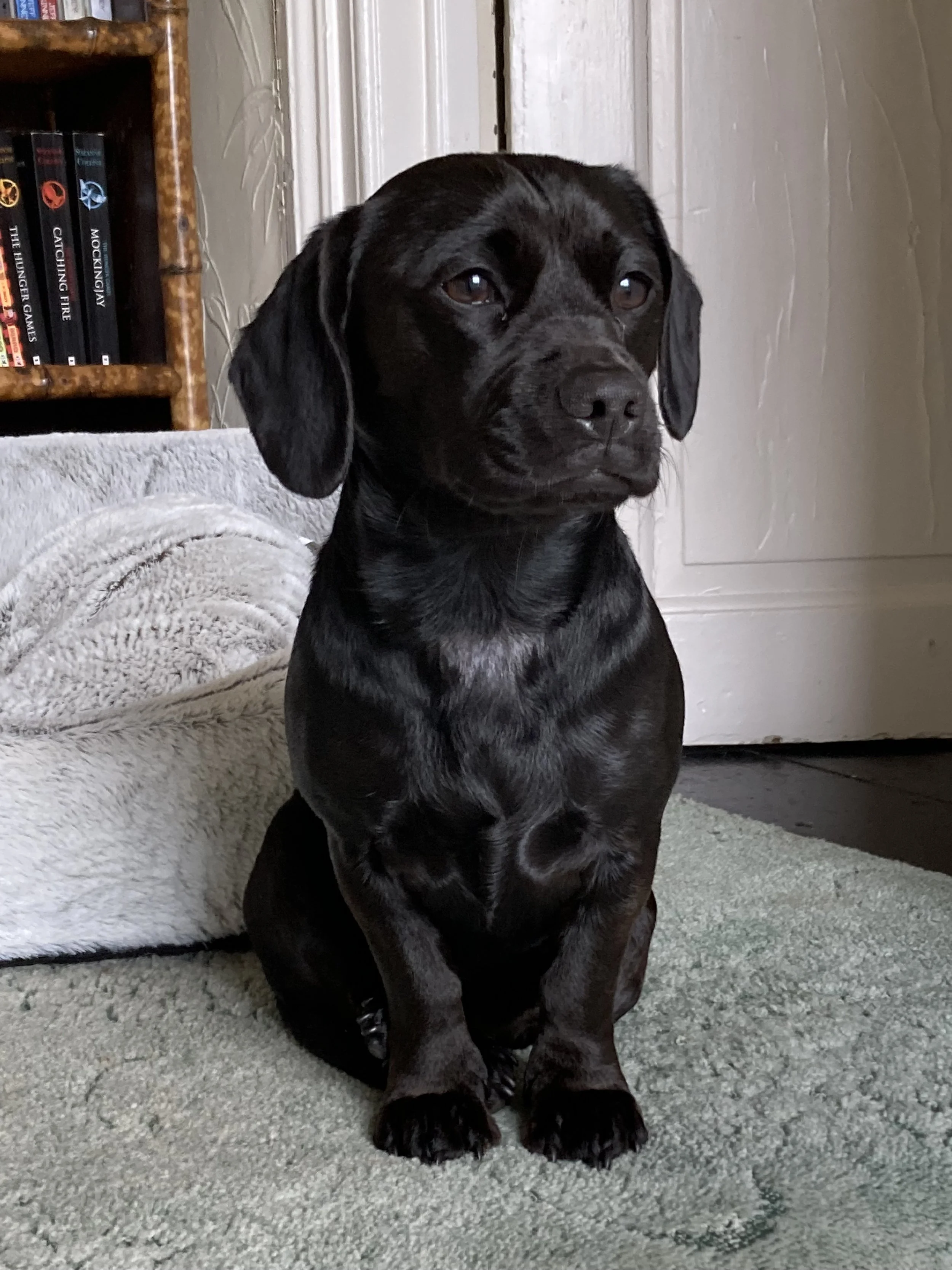 A small black dog sitting down. A mix of a french bulldog and dauchsuand