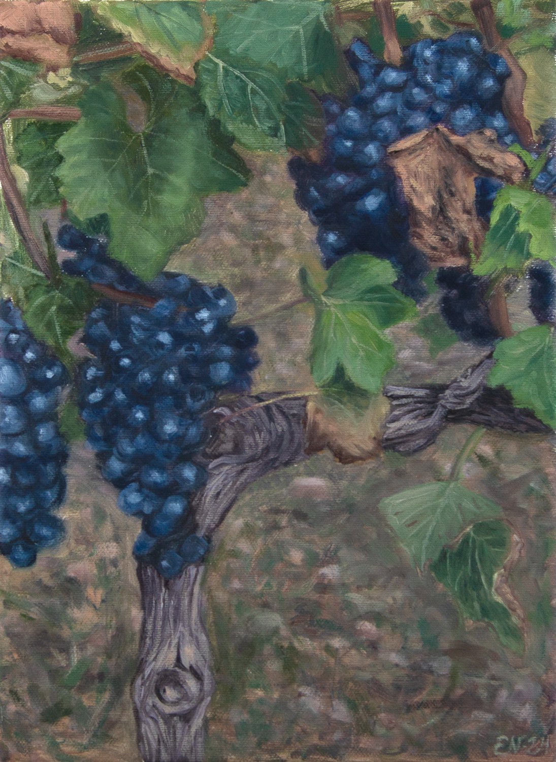 Syrah