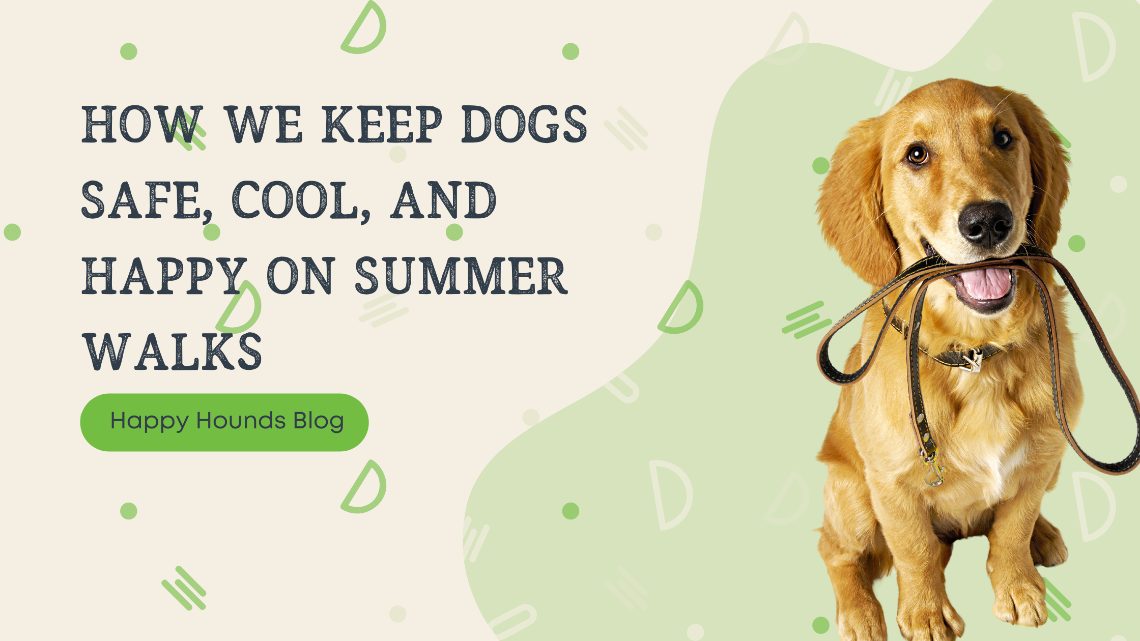 How We Keep Dogs Safe, Cool, and Happy on Summer Walks