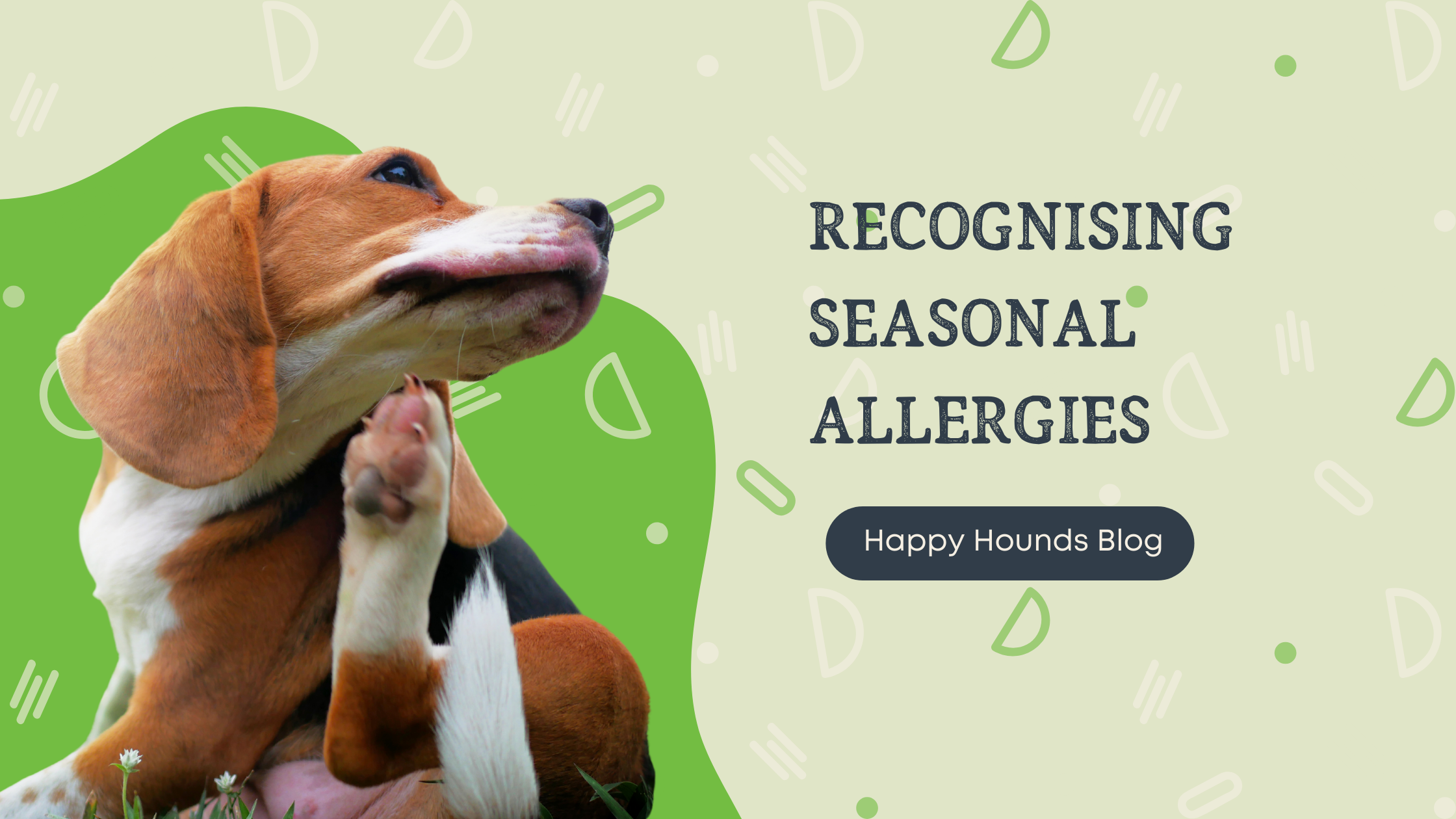 Recognising Seasonal Allergies in Dogs — Happy Hounds Pet Services