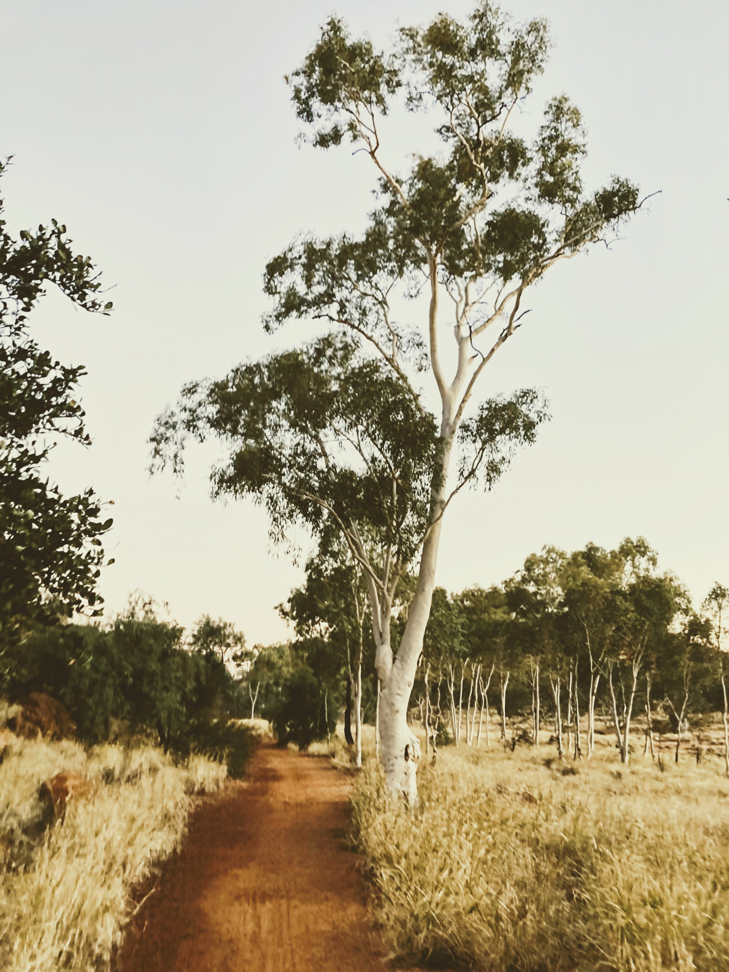 Trees.jpg