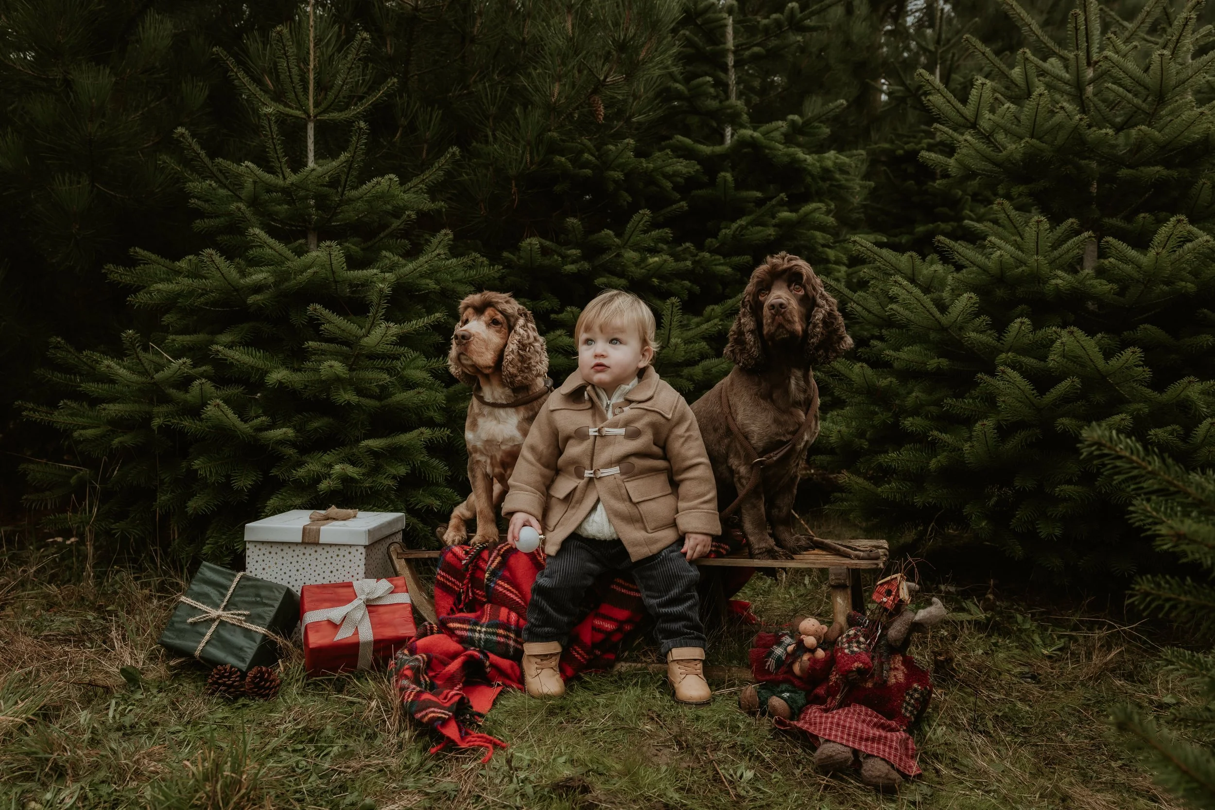 Hertfordshire Christmas photographer, Christmas mini sessions Hertfordshire, Hitchin Christmas photoshoot, family Christmas photoshoot Hertfordshire, Christmas tree farm photoshoot, studio Christmas mini sessions Hitchin, natural Christmas photograph