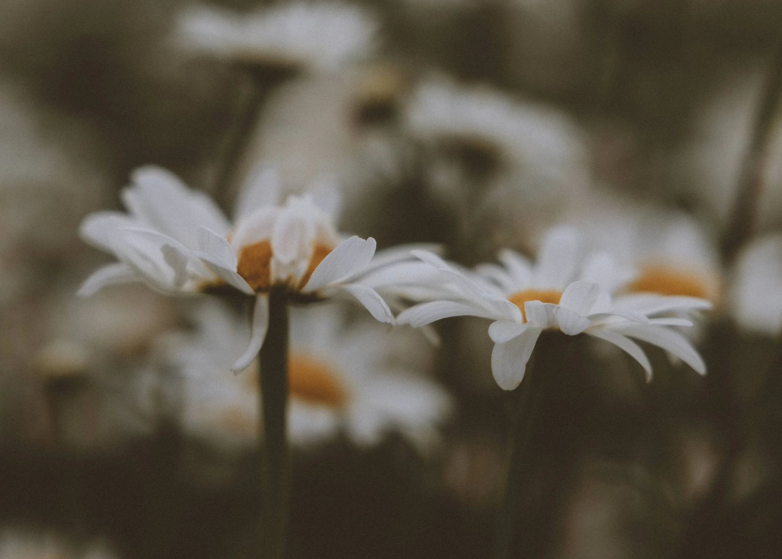Hertfordshire Summer Mini Photoshoot, Summer Family Photography, SummerMini Session, wildflower daisy family photoshoot, Summer flowers photoshoot, Summer Flower photography, Family Photoshoot Hertfordshire, daisy photoshoot