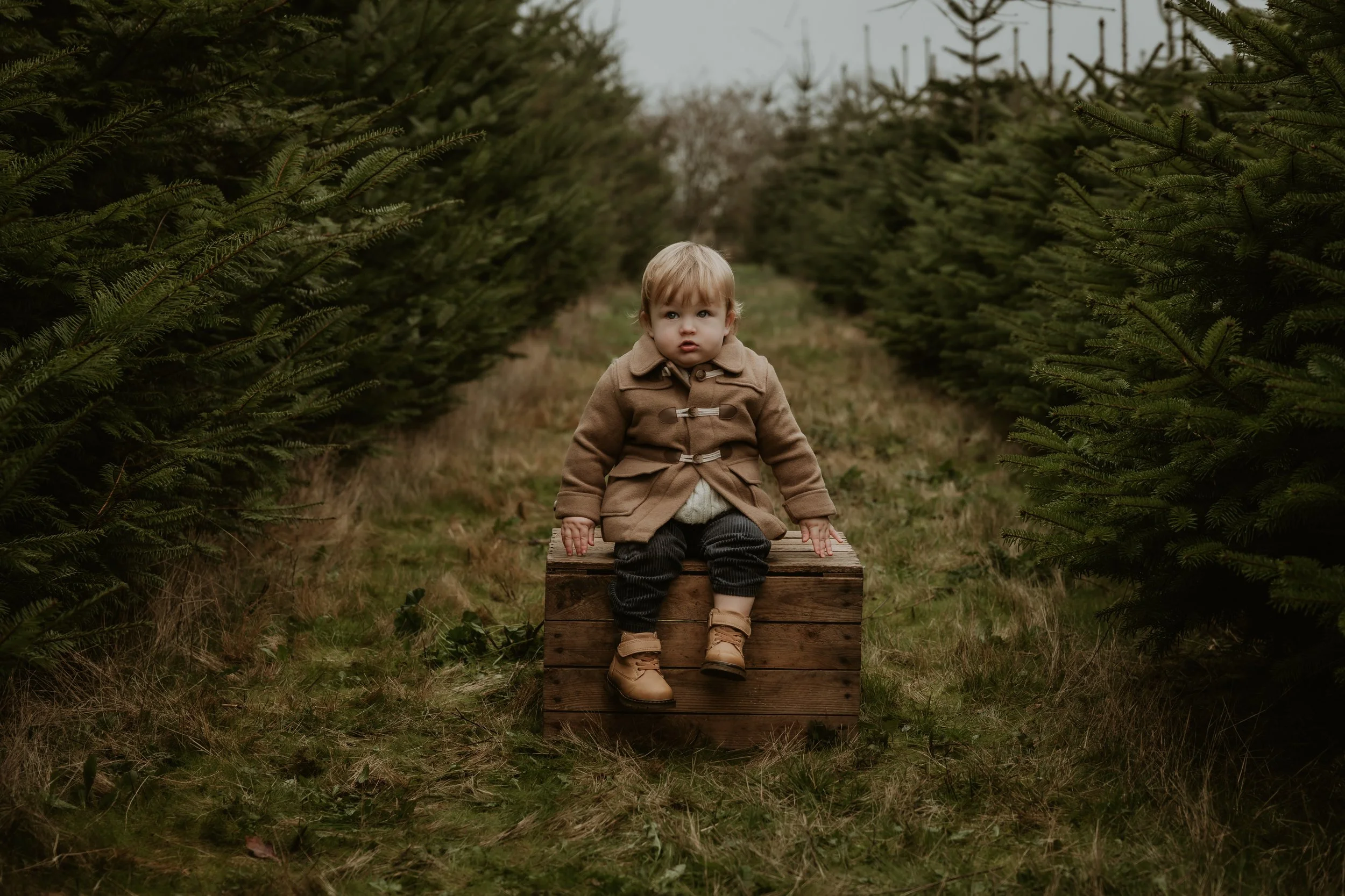 Hertfordshire Christmas photographer, Christmas mini sessions Hertfordshire, Hitchin Christmas photoshoot, family Christmas photoshoot Hertfordshire, Christmas tree farm photoshoot, studio Christmas mini sessions Hitchin, natural Christmas photograph