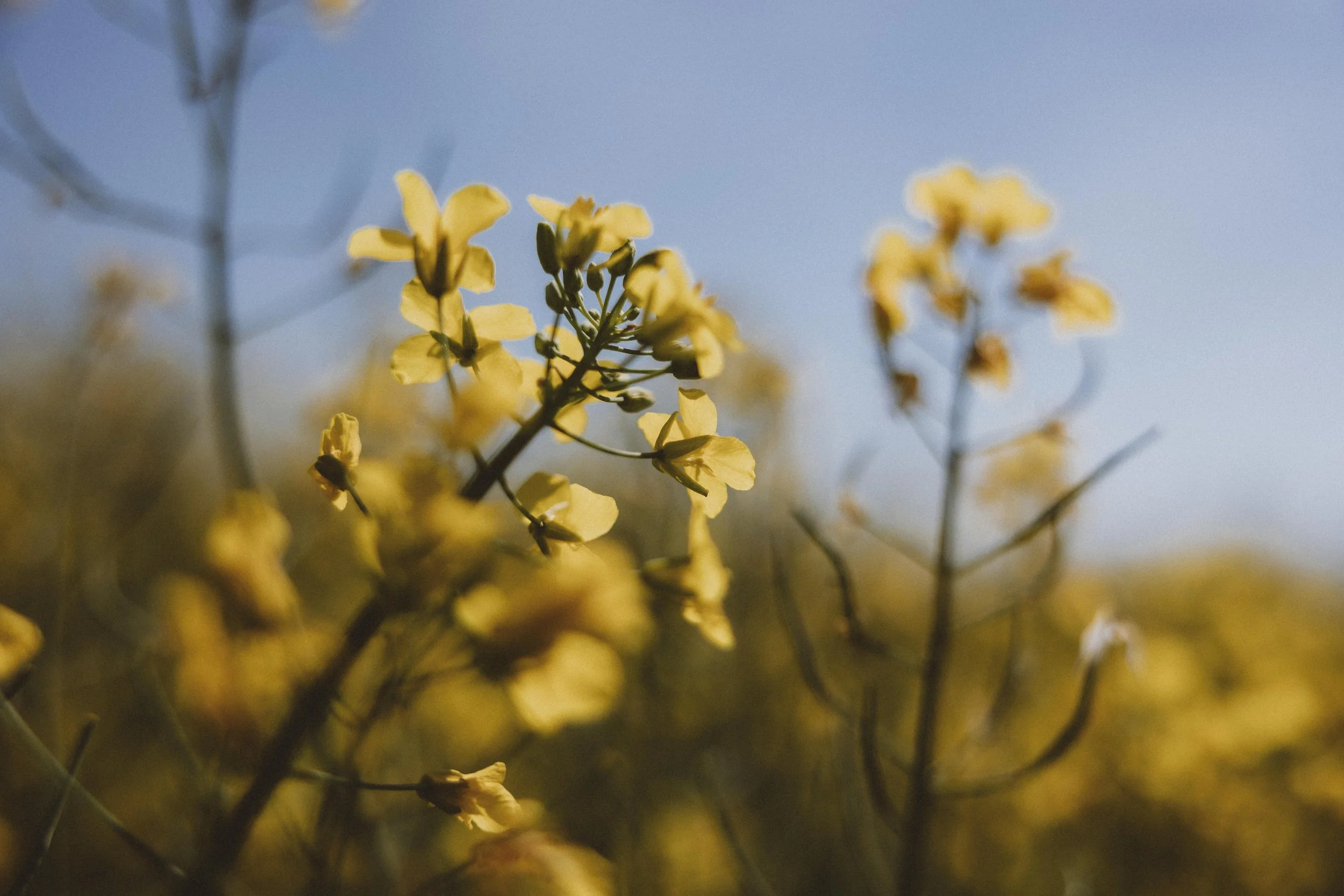 Hertfordshire Spring Mini Photoshoot, Spring Family Photography, Spring Mini Session, Rapeseed family photoshoot, Spring Colours, Spring Flower photography, Family Photoshoot Hertfordshire