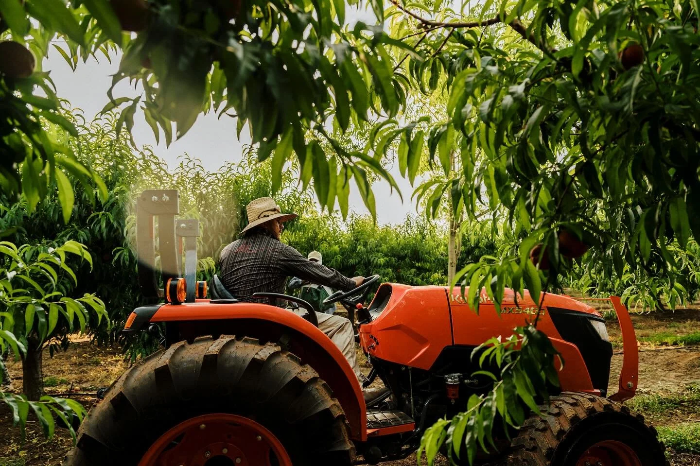 A few favorite frames from the orchard.
 @pearsonfarmga
