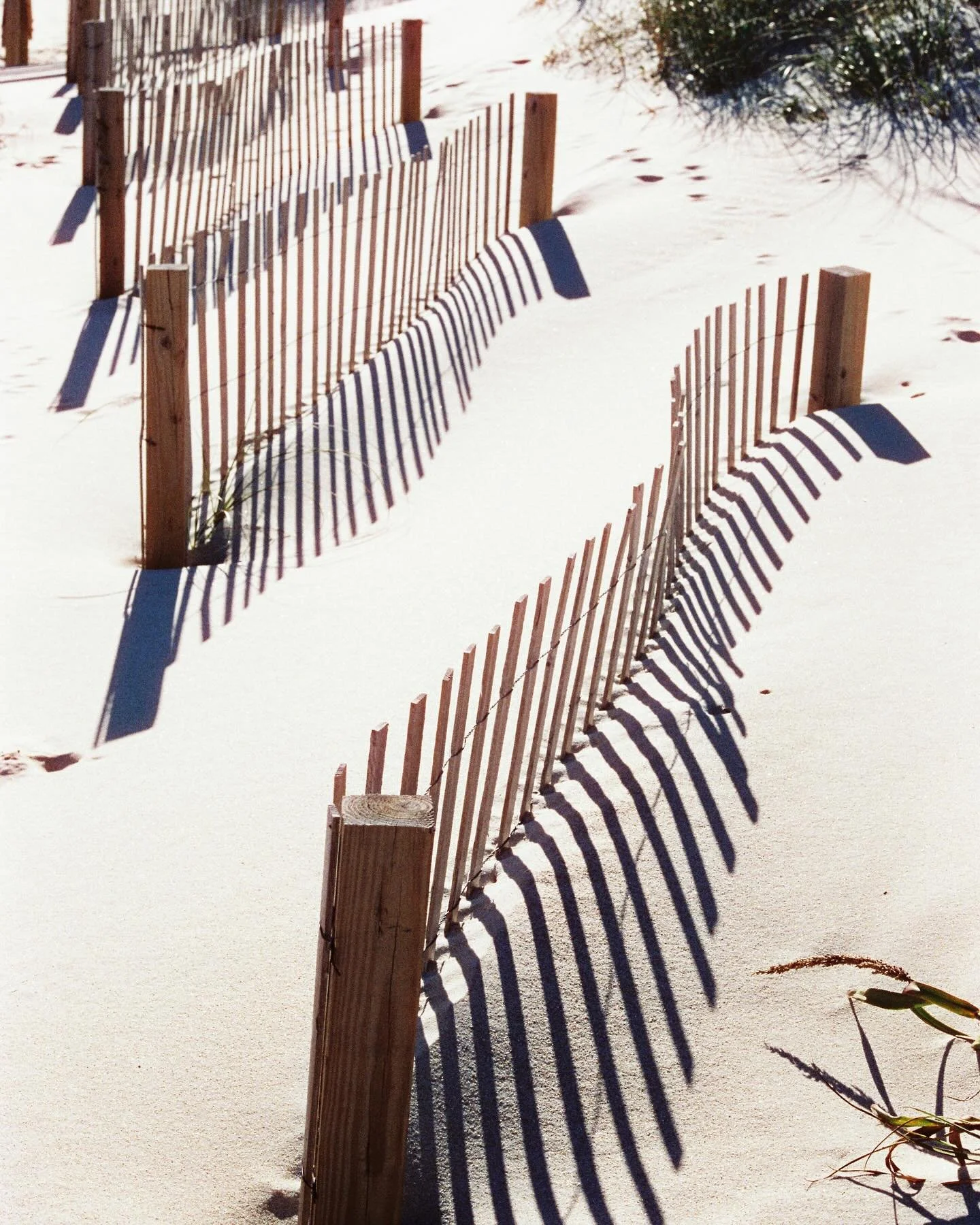 Carolina x Texas x Texas x Carolina