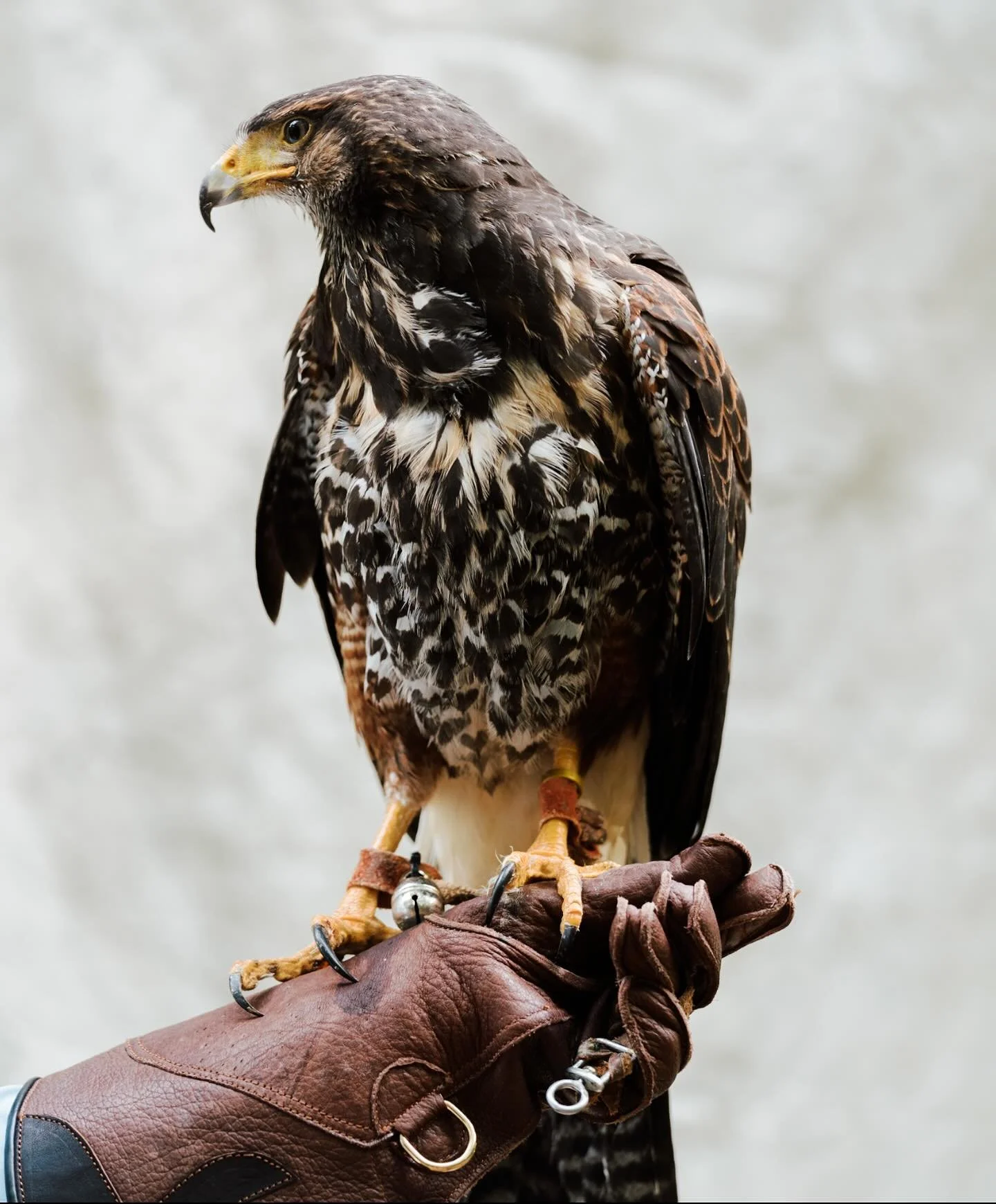 Harris Hawk photographed at the Sandy Creek Sporting  Grounds a few weeks ago. Birds are real.