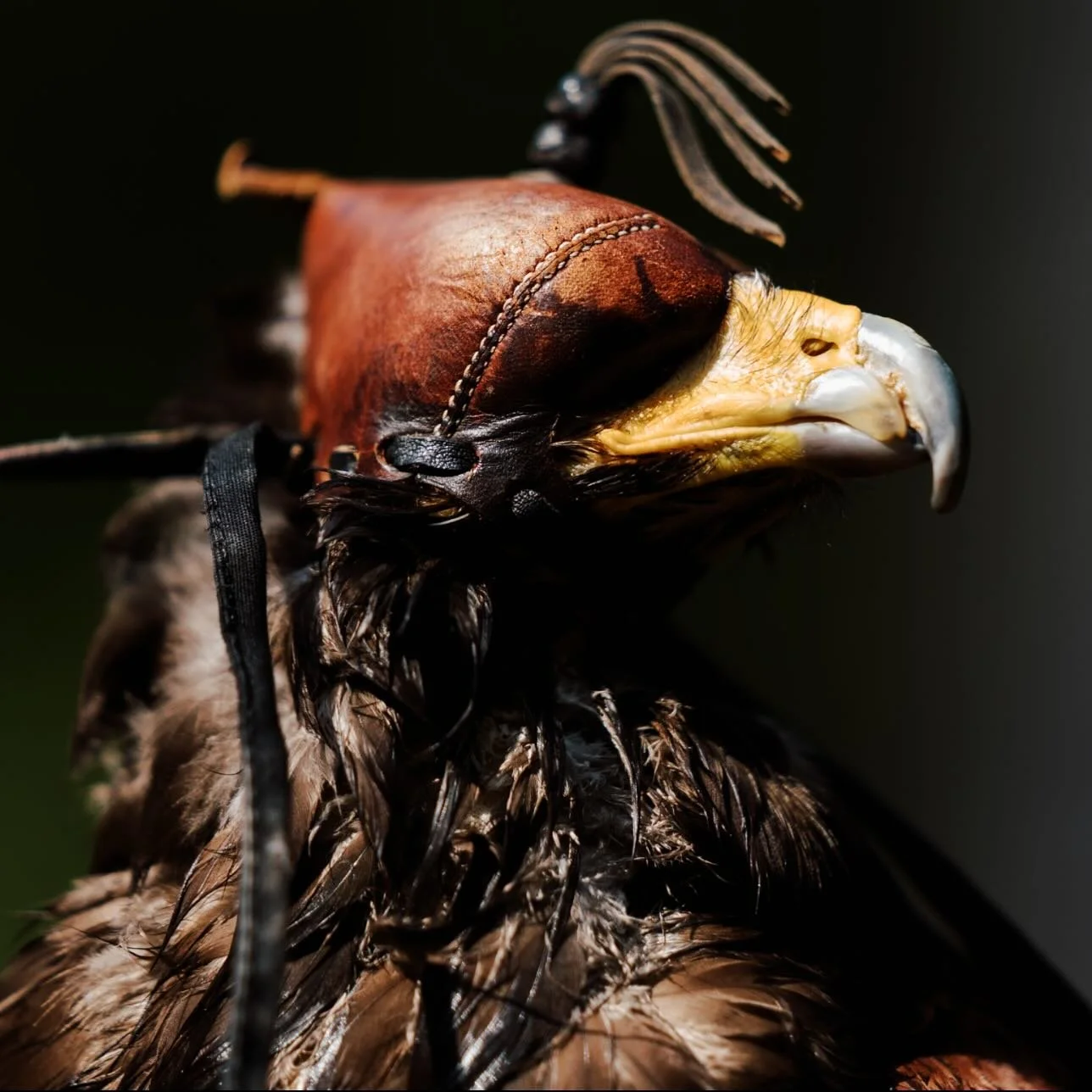 Falconry at the Sandy Crrek Sporting Grounds