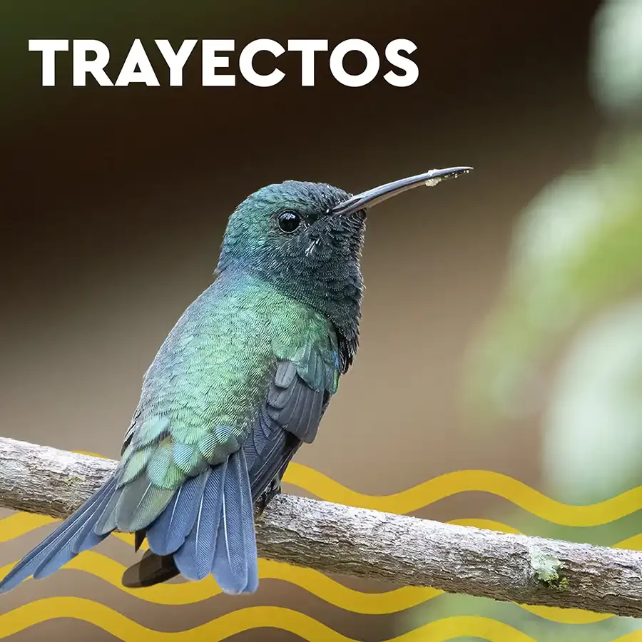 Patrimonio vivo y ecología acústica: Sonoro presenta su álbum inmersivo "Trayectos".