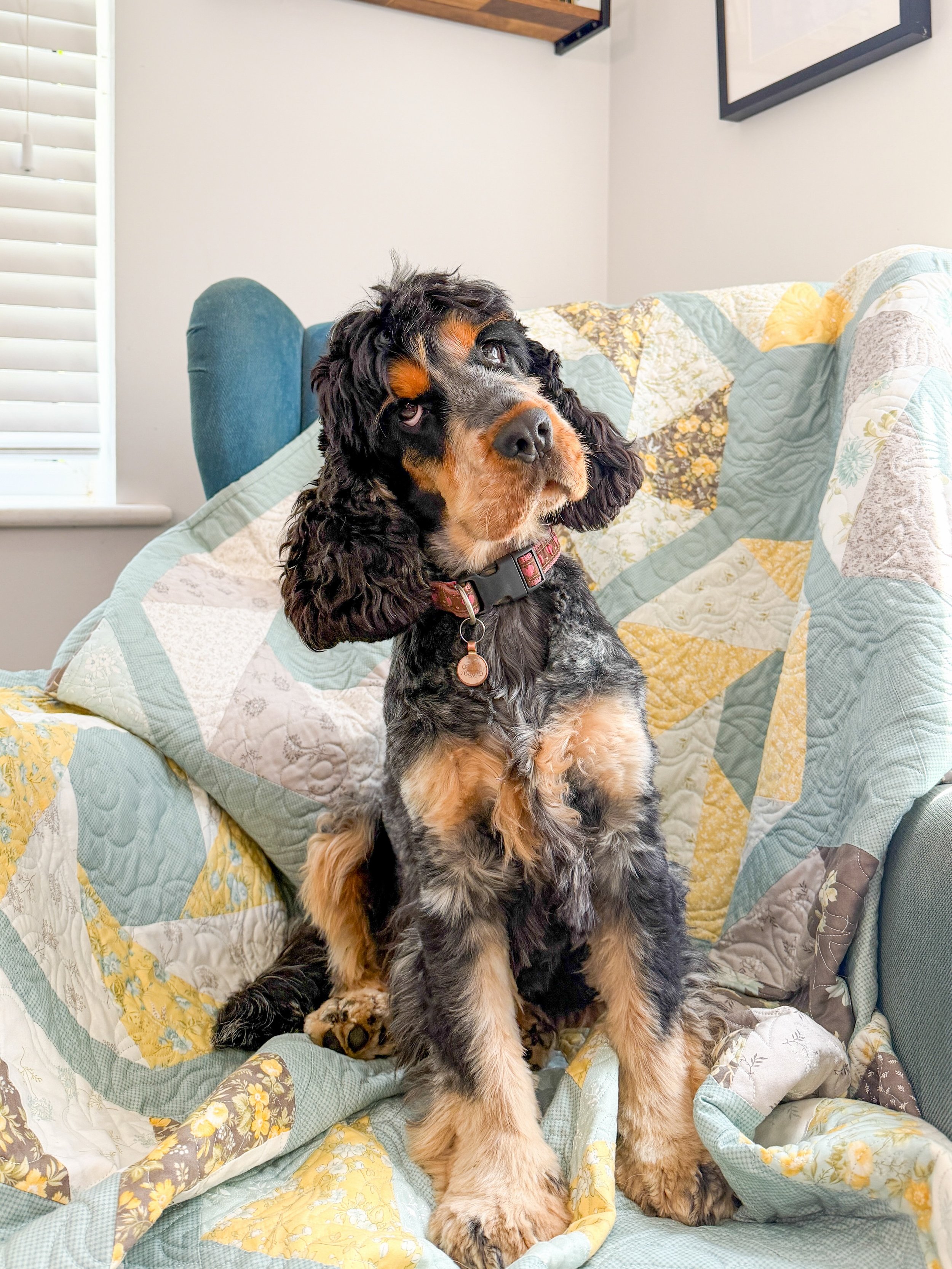 Did someone say new book? 👀

Pictured is Octagon Orbit, our front cover quilt, and Nelly 🐾

Layer Cake Quilts &bull; 27 Oct 💛