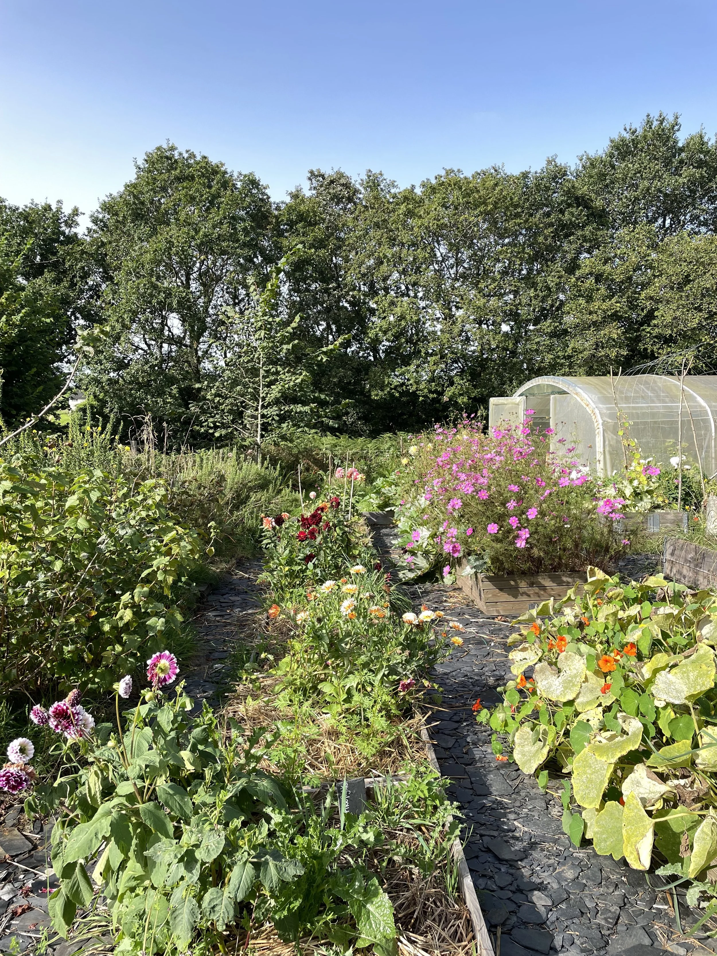 Vegetable garden with colorful flowers, stone path, plastic greenhouse, and tall trees in the background, under a clear sky.