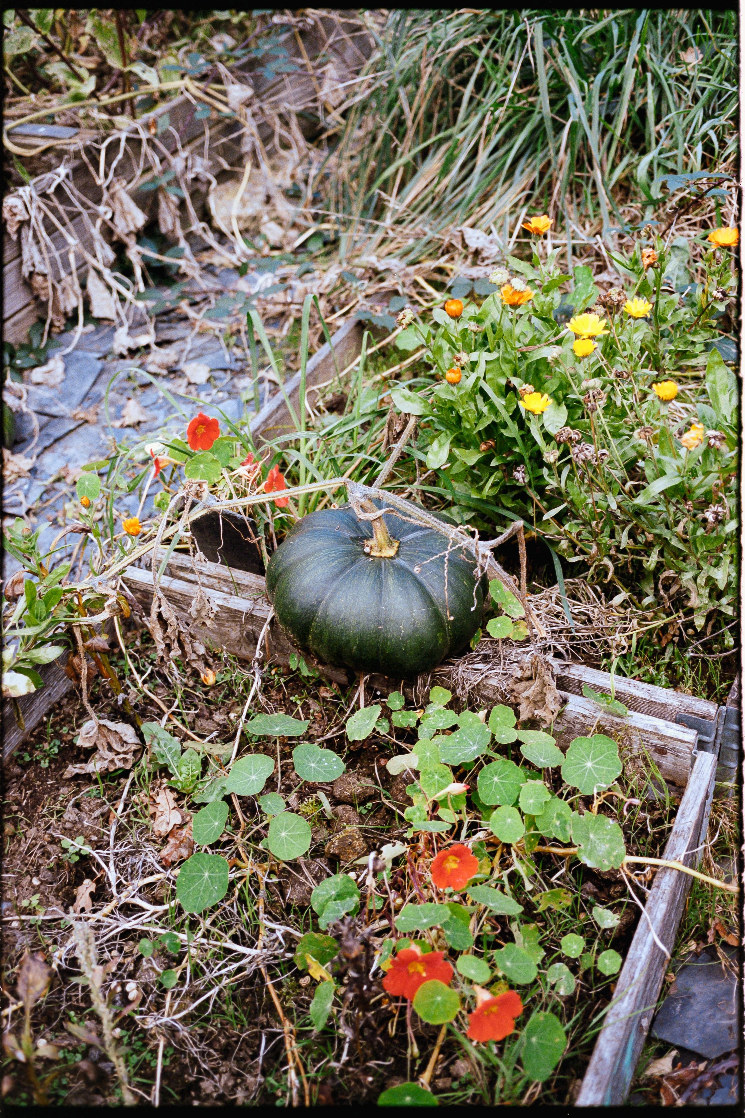 Potiron vert entouré de fleurs orange et jaunes dans un jardin en automne.