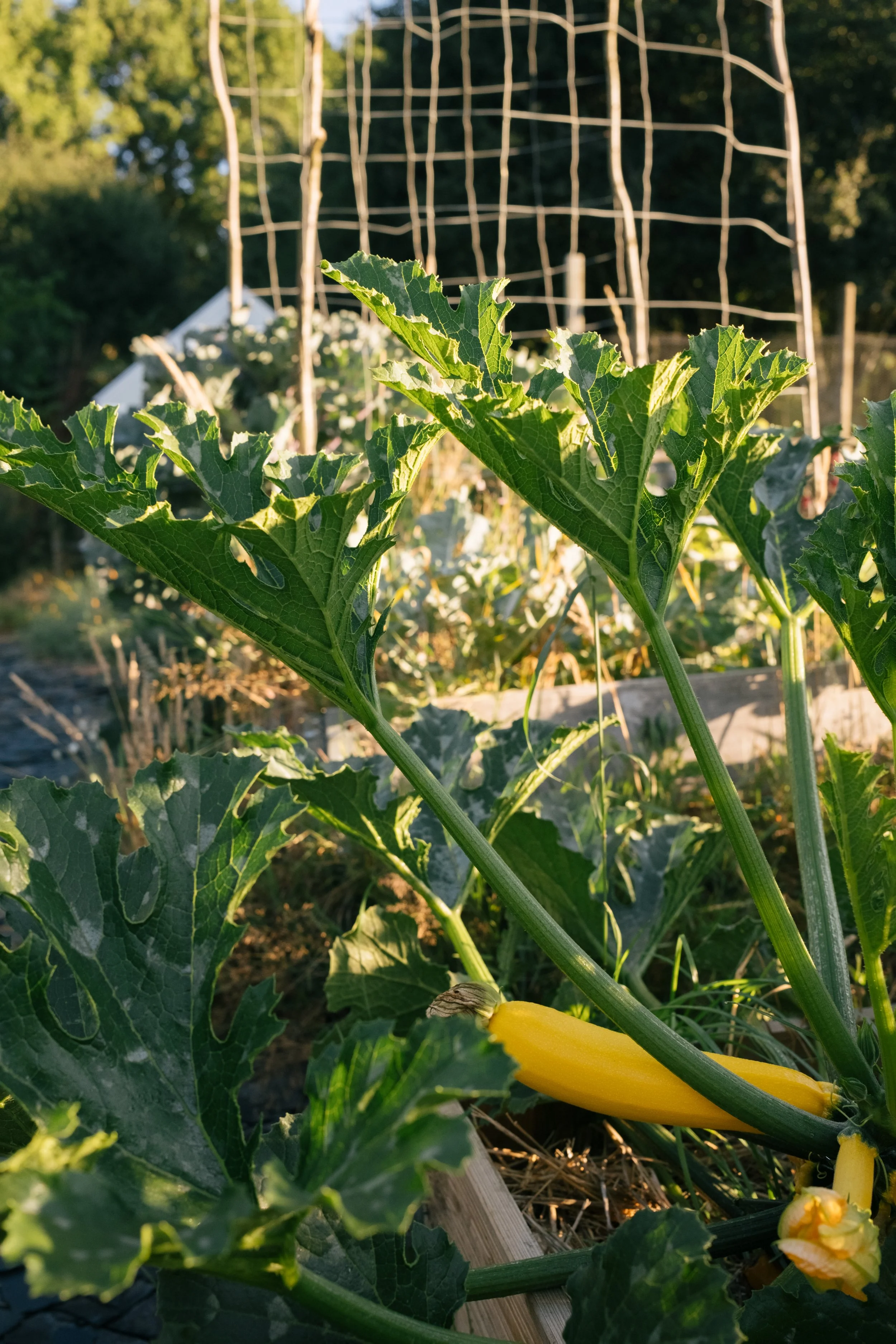 Yellow zucchini on a plant in a sunny garden with a wooden trellis in the background.