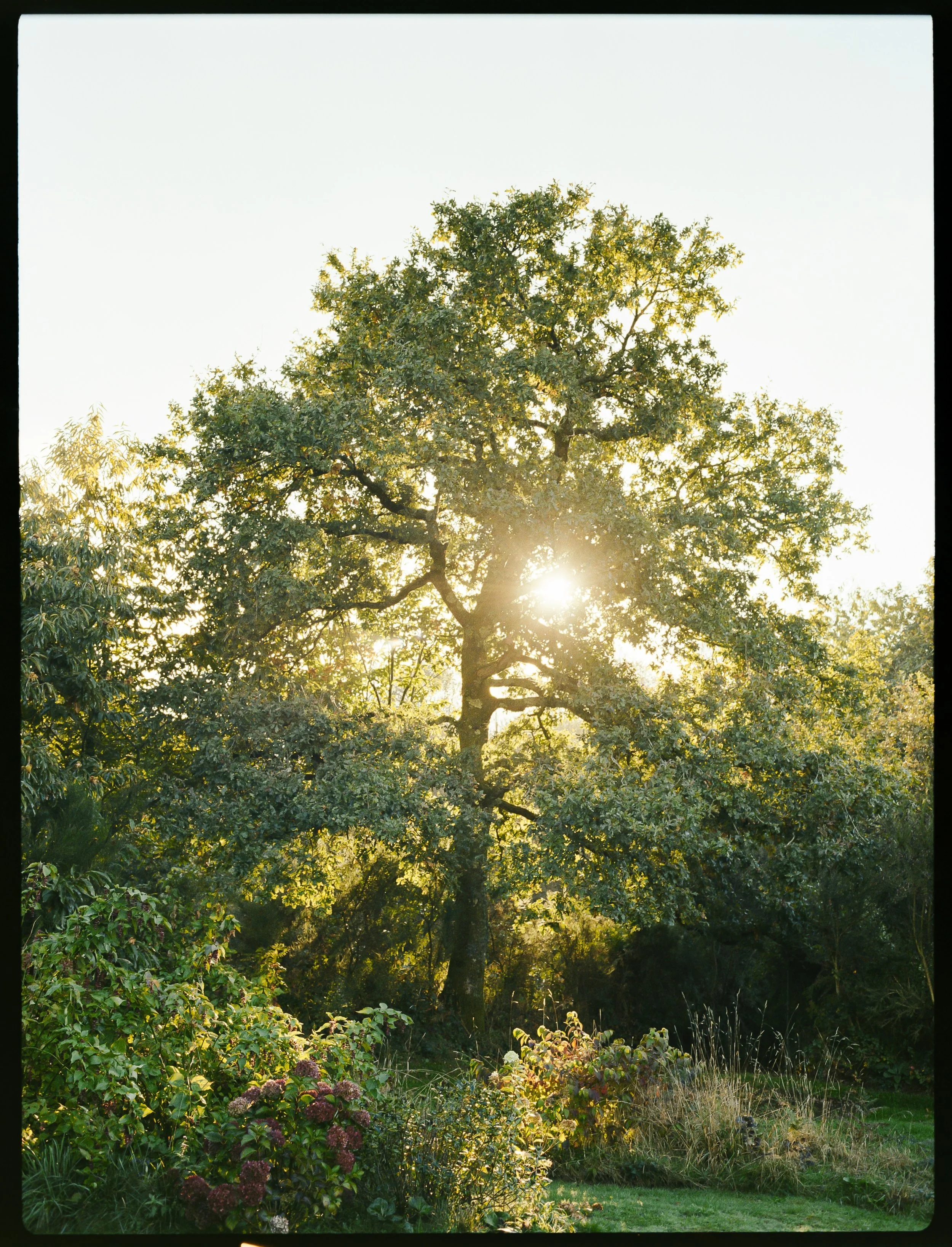 Arbre au coucher du soleil avec la lumière passant à travers ses branches, dans un paysage de jardins avec des buissons et de l'herbe