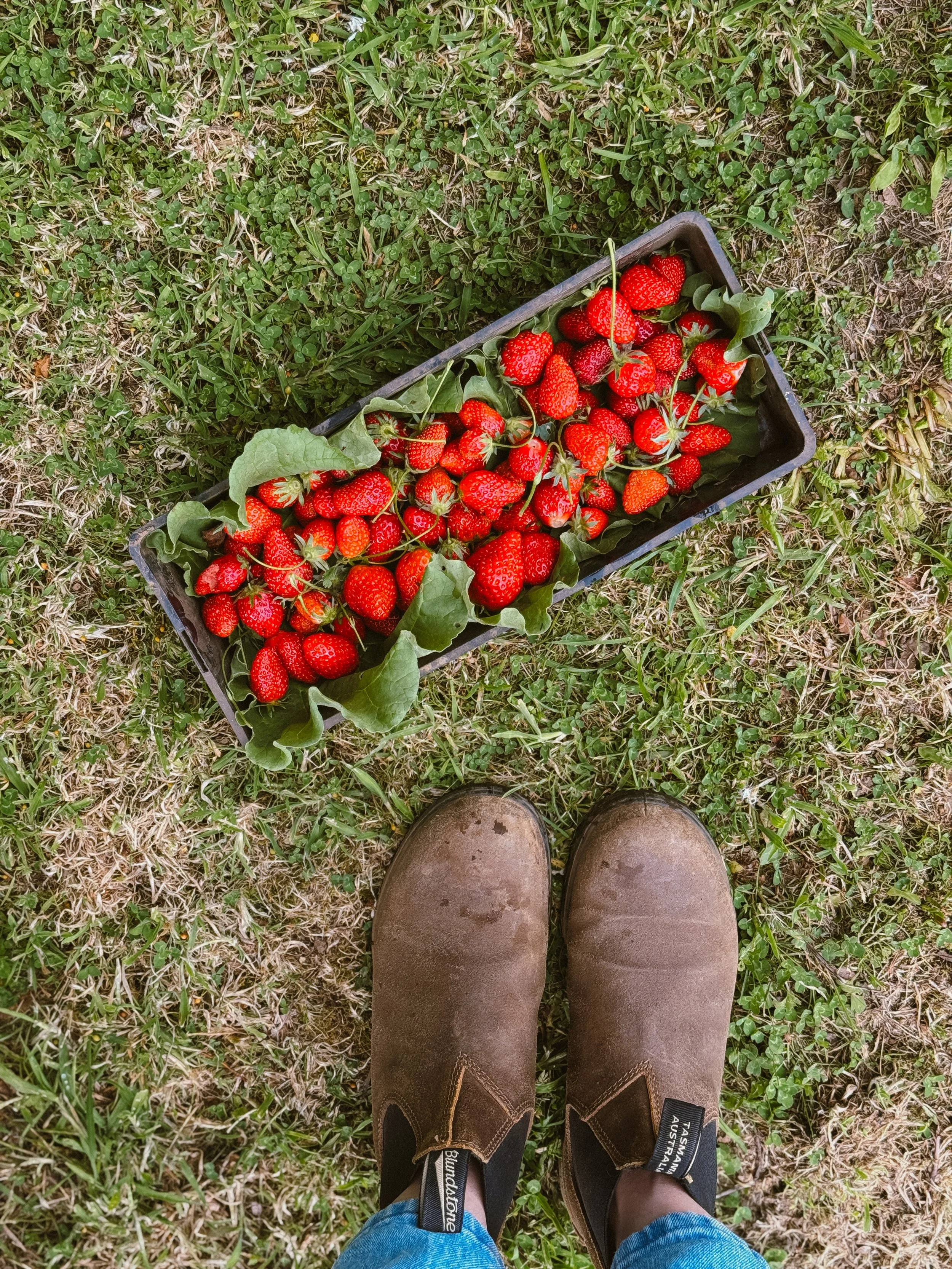 Champ de terre avec un panier contenant des fraises rouges et vertes, photo prise du point de vue d'une personne portant des bottes marron et jean bleu.