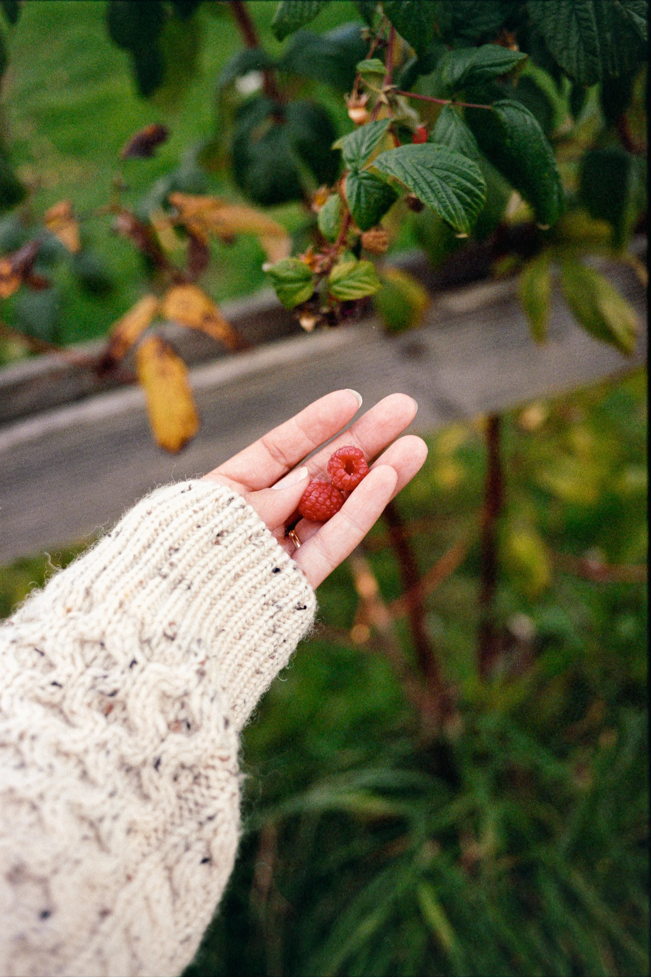 Une main tenant deux framboises rouges, portant un pull en laine beige, avec des feuilles de plante verte en arrière-plan.