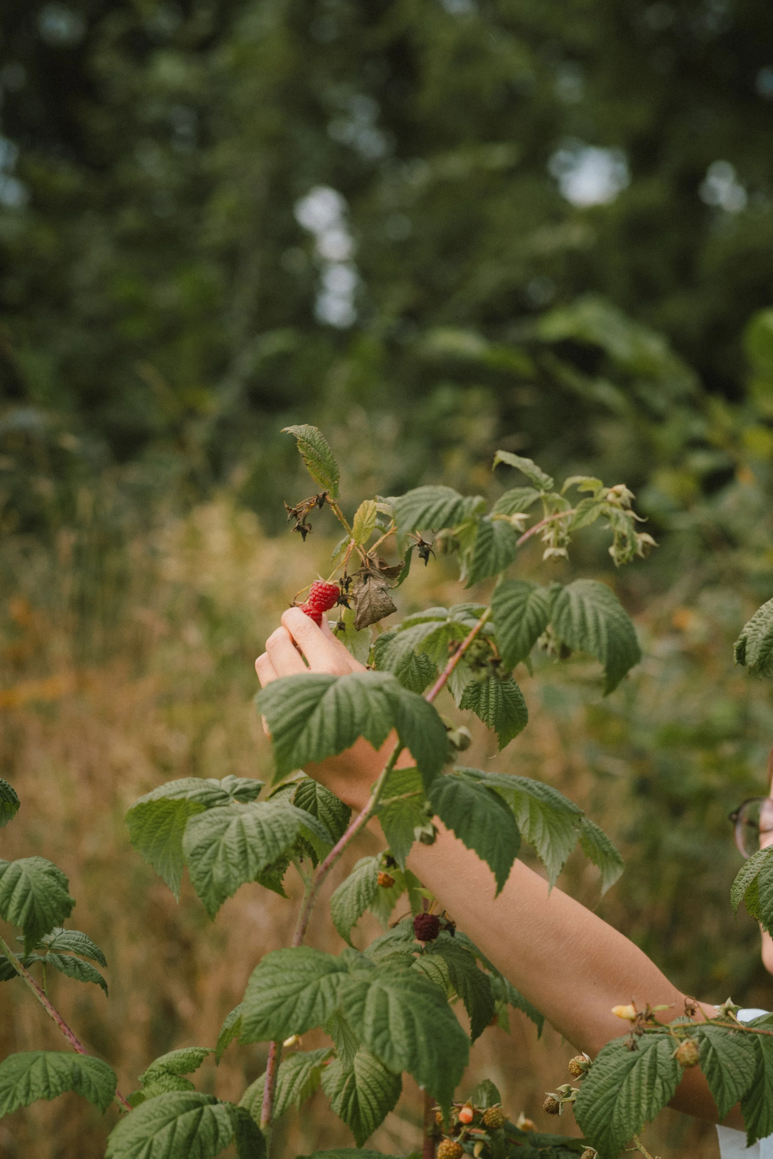 une personne cueille des mûres dans un champ ou une forêt.