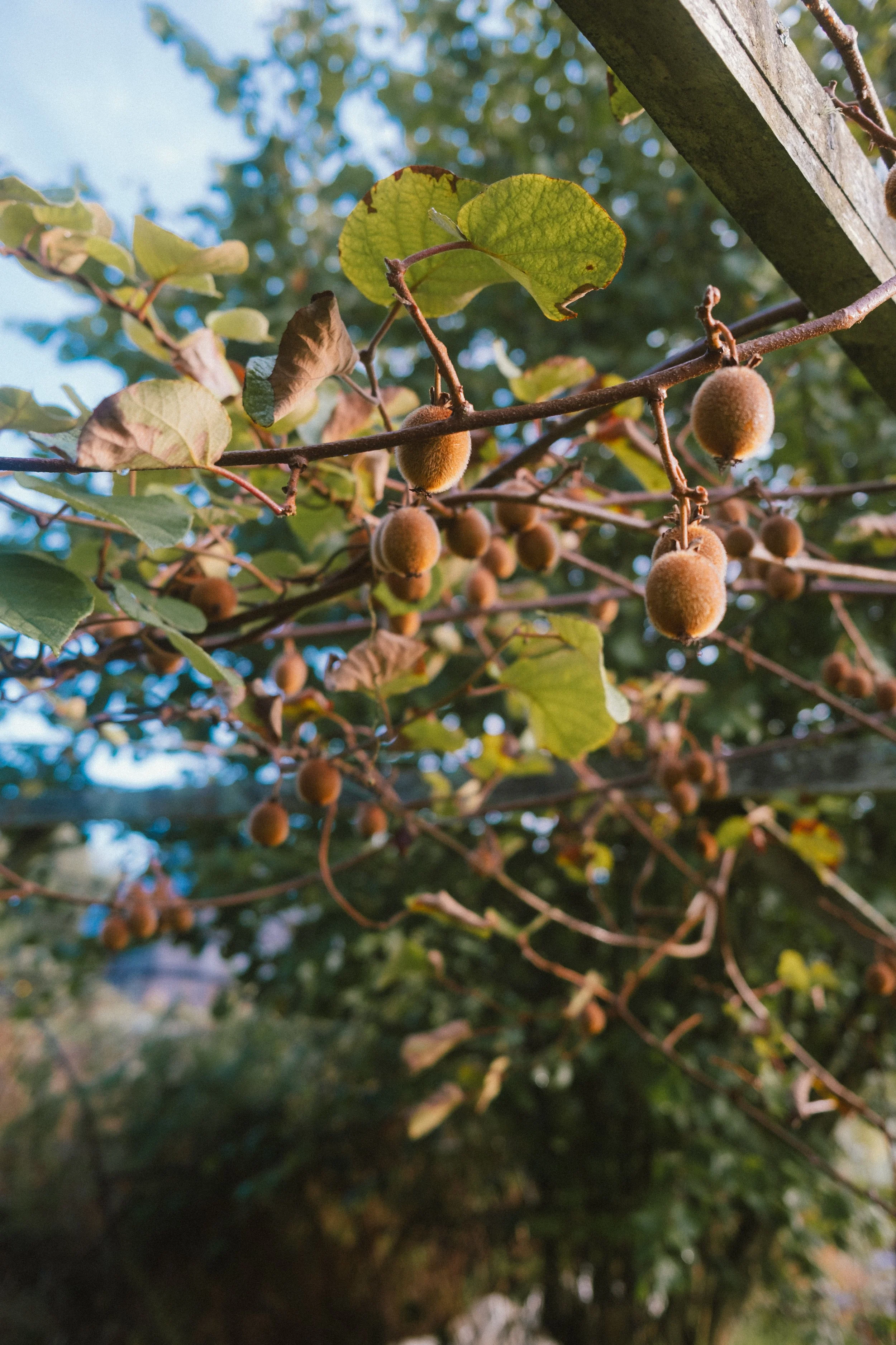 Rameau de kiwi avec des fruits et des feuilles dans un jardin