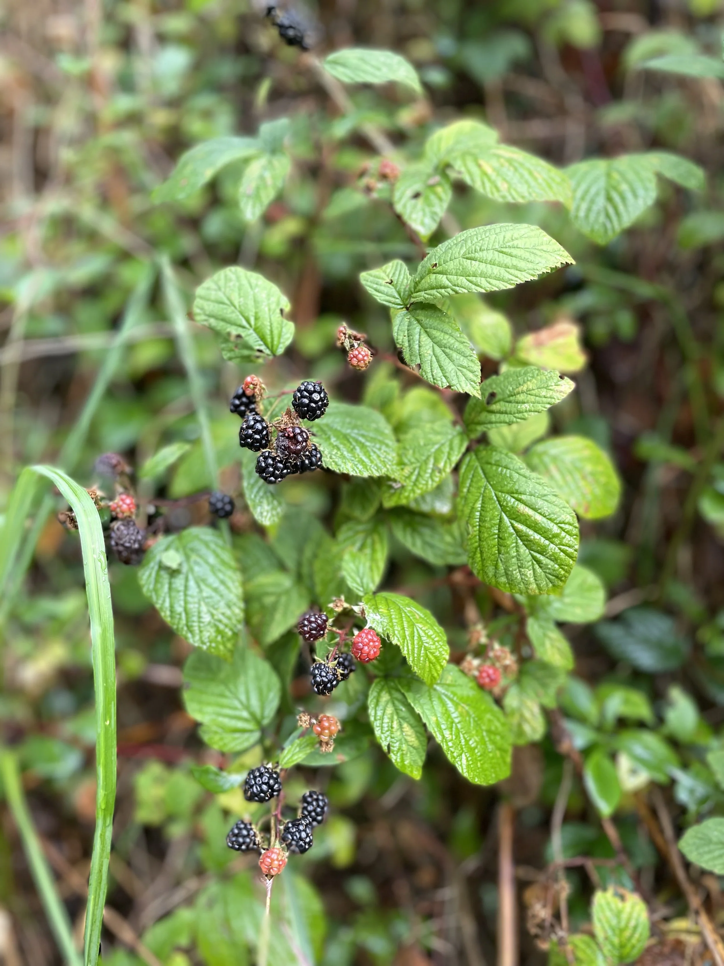Close-up of a mulberry bush with ripe black and green fruit.