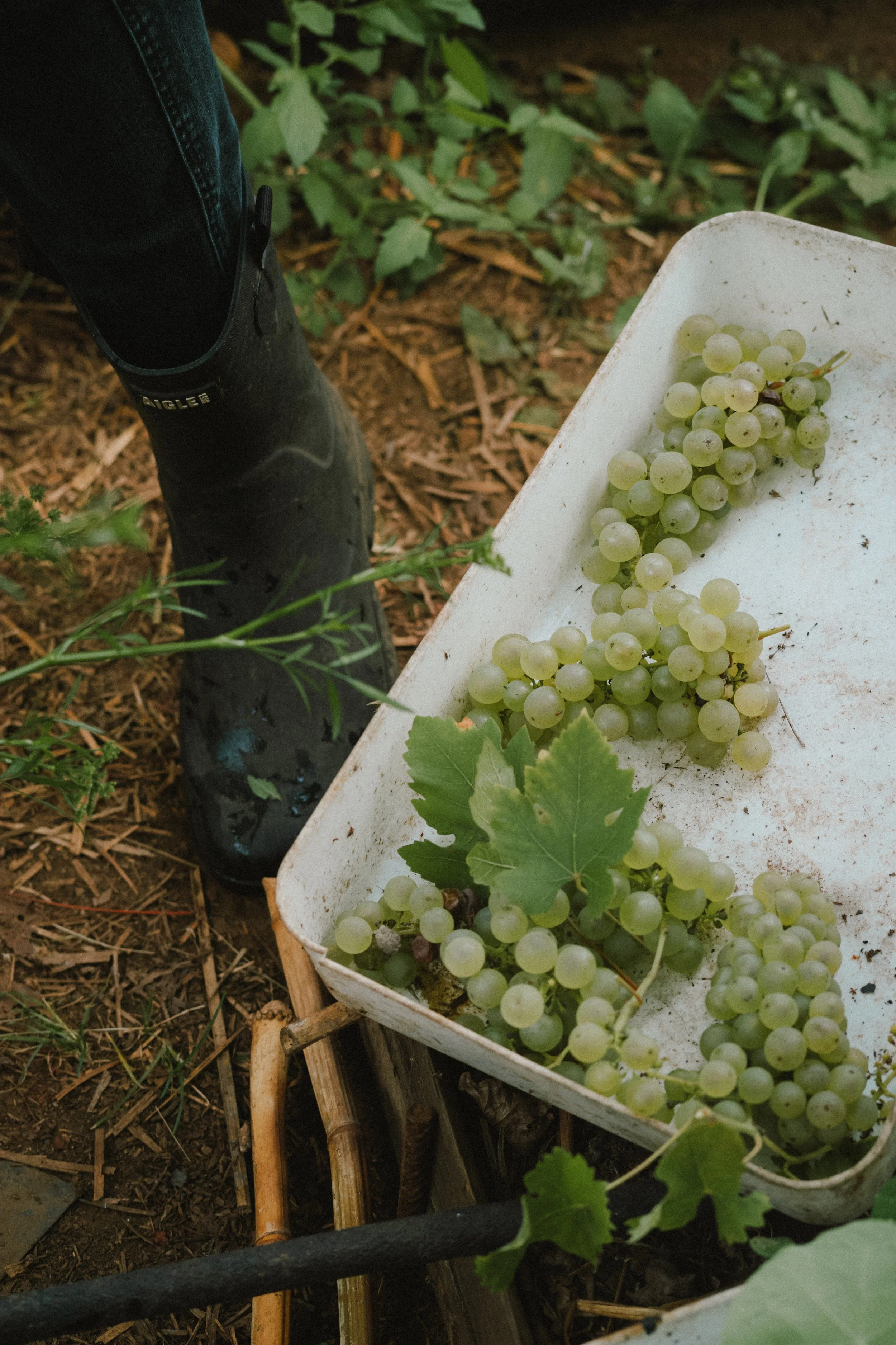 Raisin récolté dans une ferme, avec une botte de mains maniant un pulvérisateur et la personne portant des bottes en caoutchouc noirs, dans un champs de vigne.