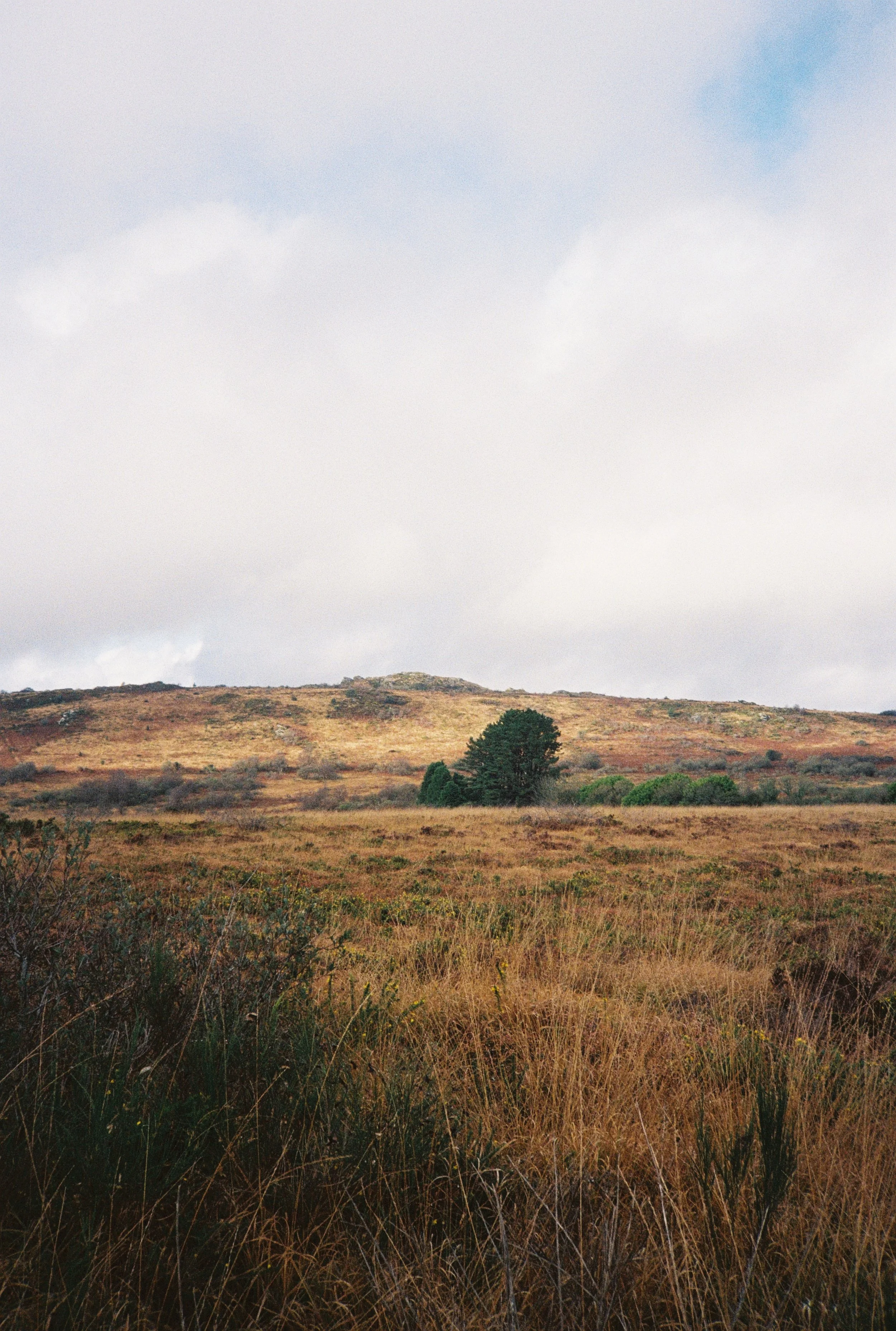 Landscape of plains with a few trees, under a cloudy sky.
