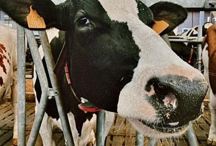 Jo Brouns erkent Cowtoilet als emissiereducerende staltechniek voor melkkoeien