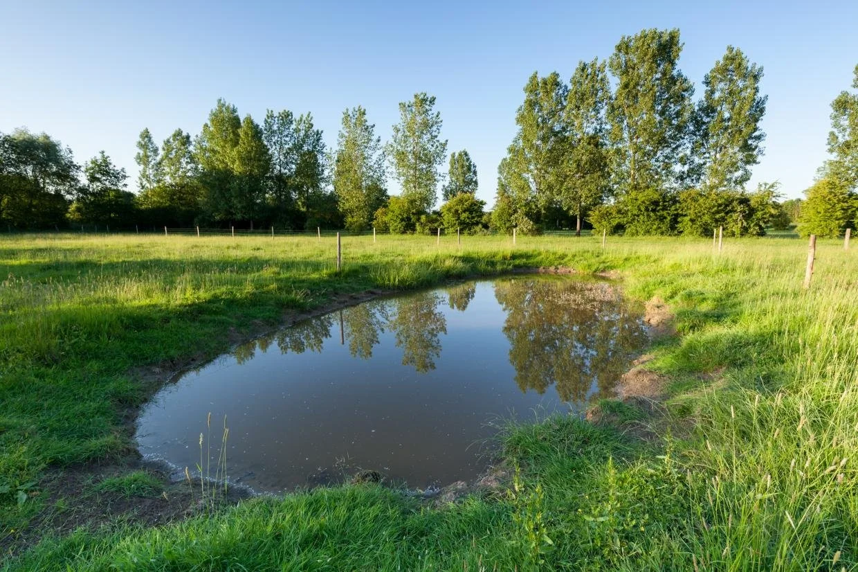 Minister Jo Brouns versterkt De Wijers: poelenaanleg maakt weg vrij voor ecologische stapstenen