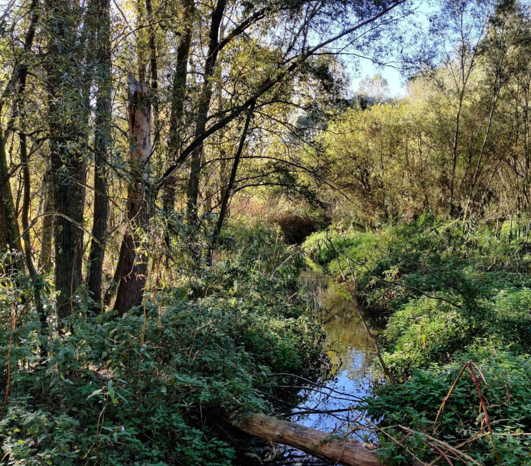 28 acties voor waterbestendig maken Vondelbeek in Dendervallei