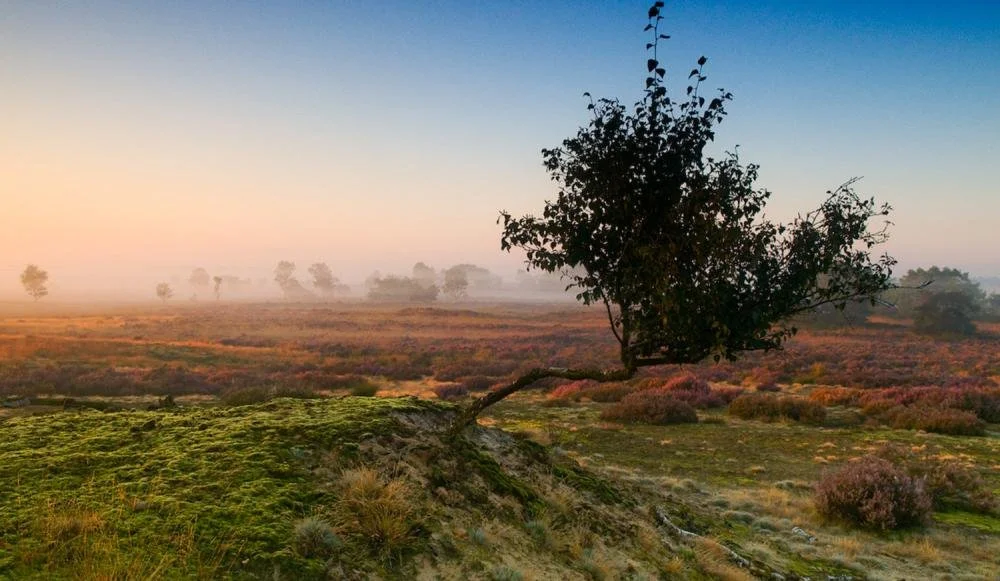 Hoe Vlaanderen zich wapent tegen natuurbranden