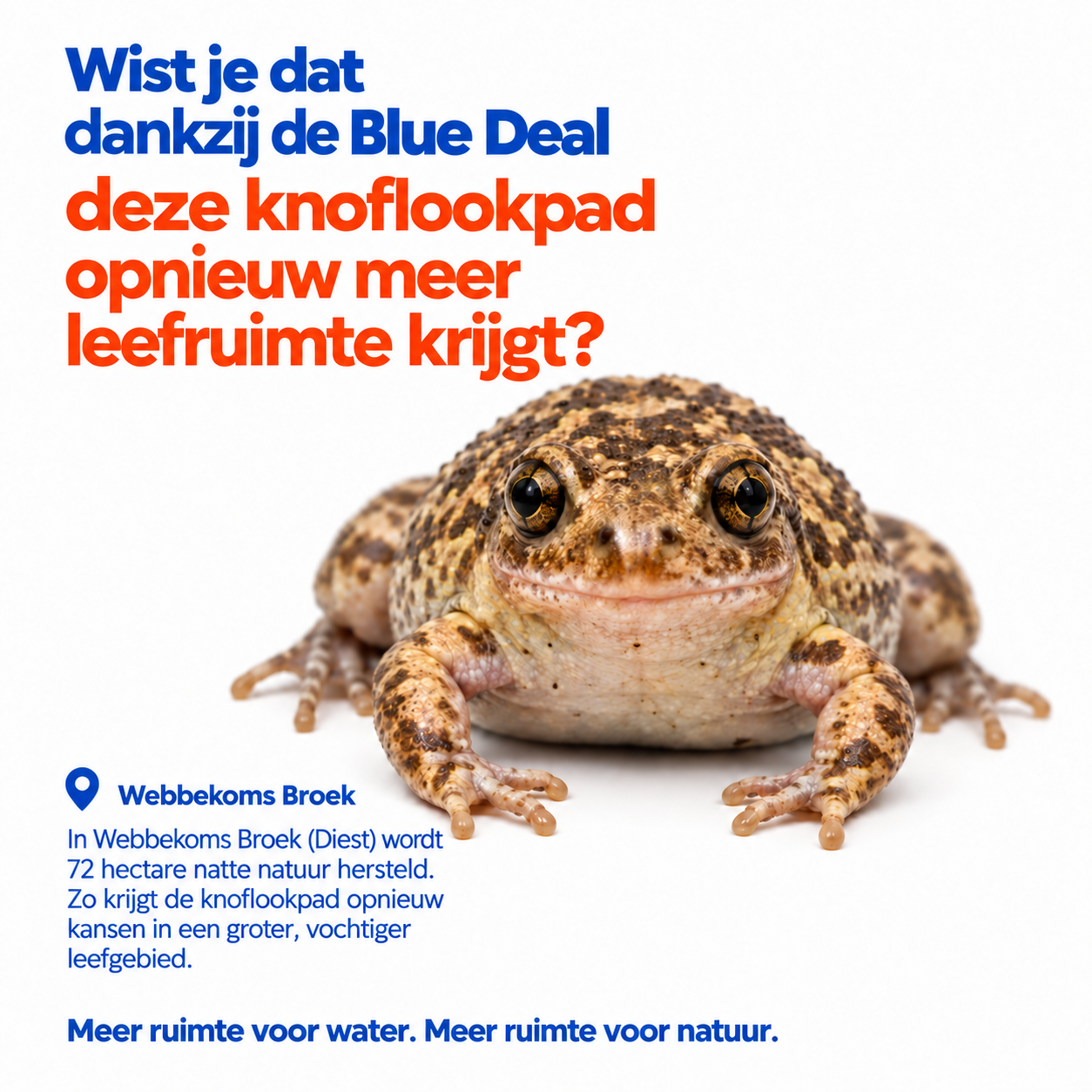 knoflook.png