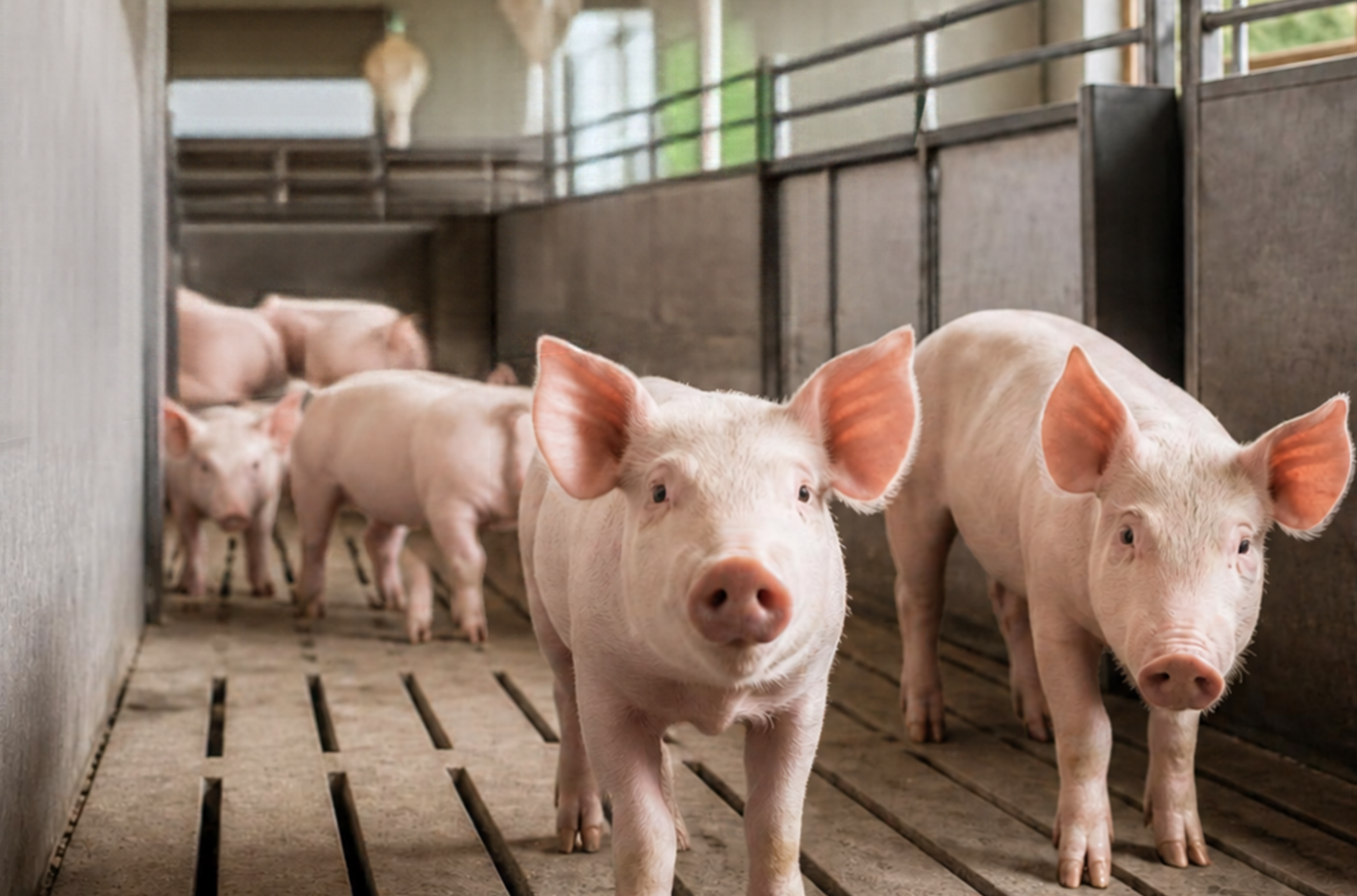 Minister Jo Brouns actualiseert berekening mestproductie voor varkens zodat theorie en praktijk opnieuw overeenkomen