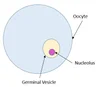 Oocyte Maturity and Grading | Enhance IVF Success Today — THE IVF KITCHEN