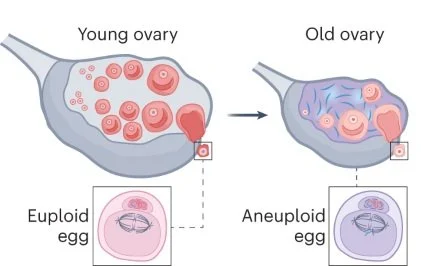 What Is Ovarian Aging? Understanding Diminished Ovarian Reserve in IVF