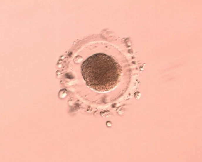 What Is Egg Quality, and How Can It Be Measured in the IVF Lab?