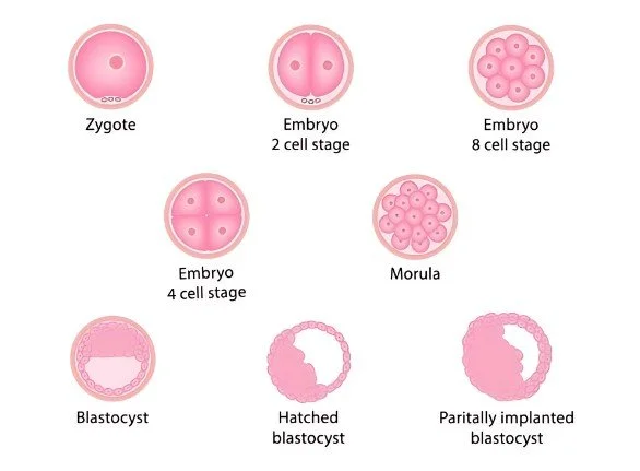 Embryo Development: What is the Ideal IVF Timeline and Checkpoints?