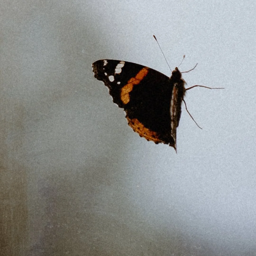 A butterfly with black, orange, and white markings on its wings, resting against a plain, gray background.