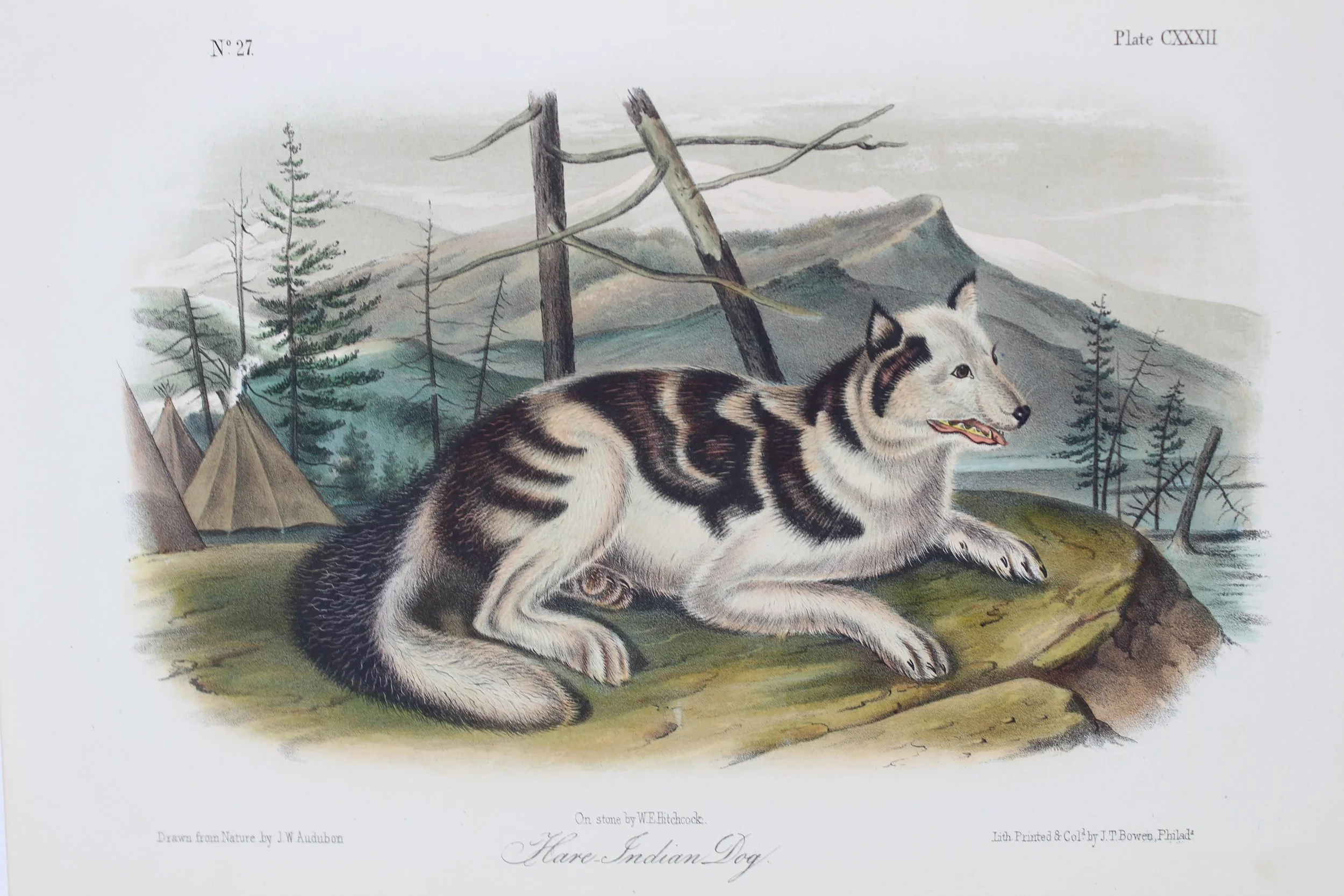 John James Audubon (French-American 1785-1851), "Hare-Indian Dog" ca. 1849-55, Lithograph on Paper, Gift of Mike and Linda Tilton, 2018