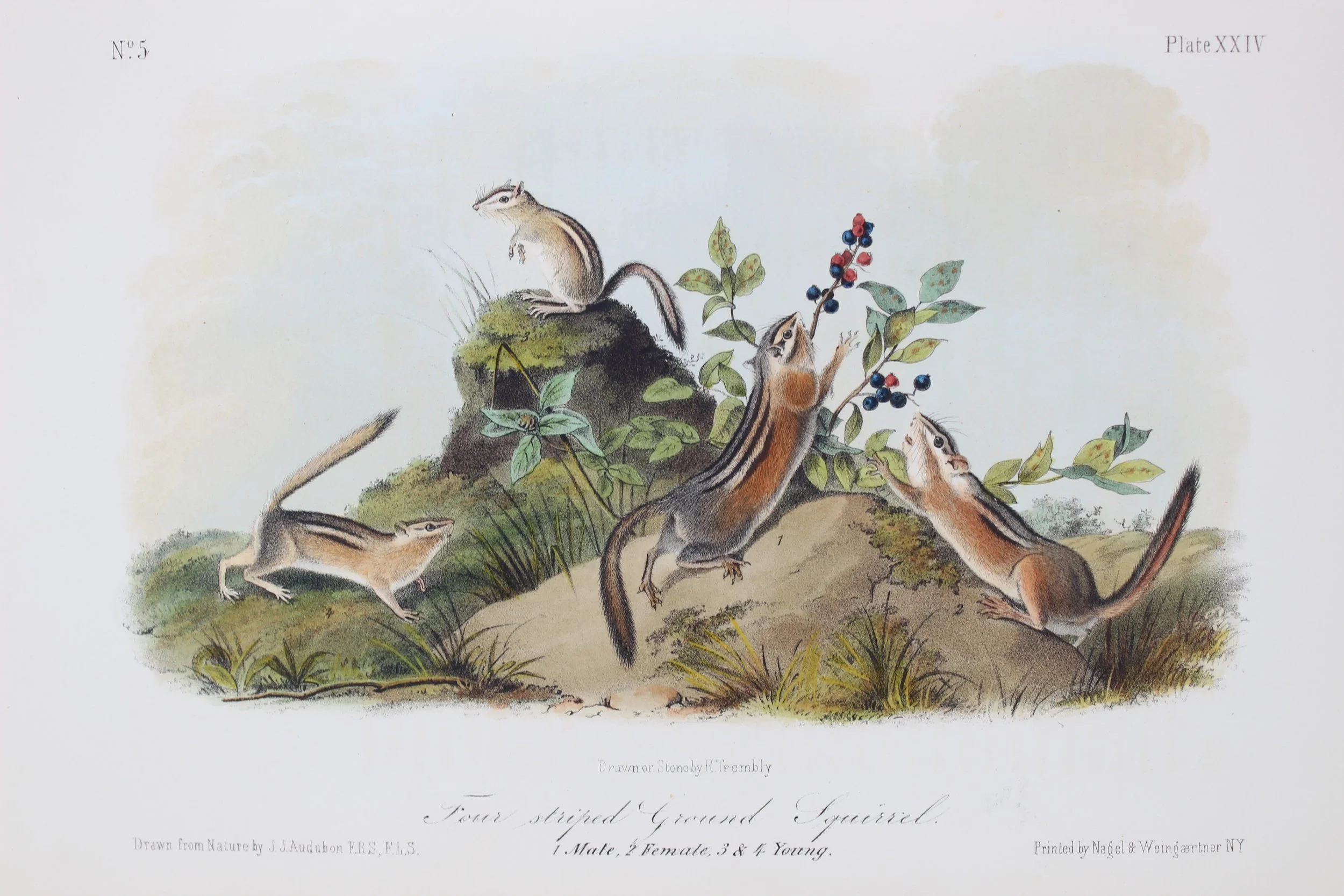 John James Audubon (French-American 1785-1851), "Four Striped Ground Squirrel" ca. 1849-55, Lithograph on Paper, Gift of Mike and Linda Tilton, 2018