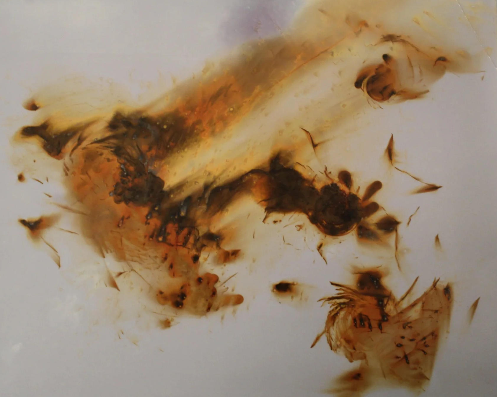 Nolan Preece (American 1947) “Seismo”, 1979, gold toned silver gelatin print on paper, gift of the artist, 2023 (10’’ H x 8’’ W) 