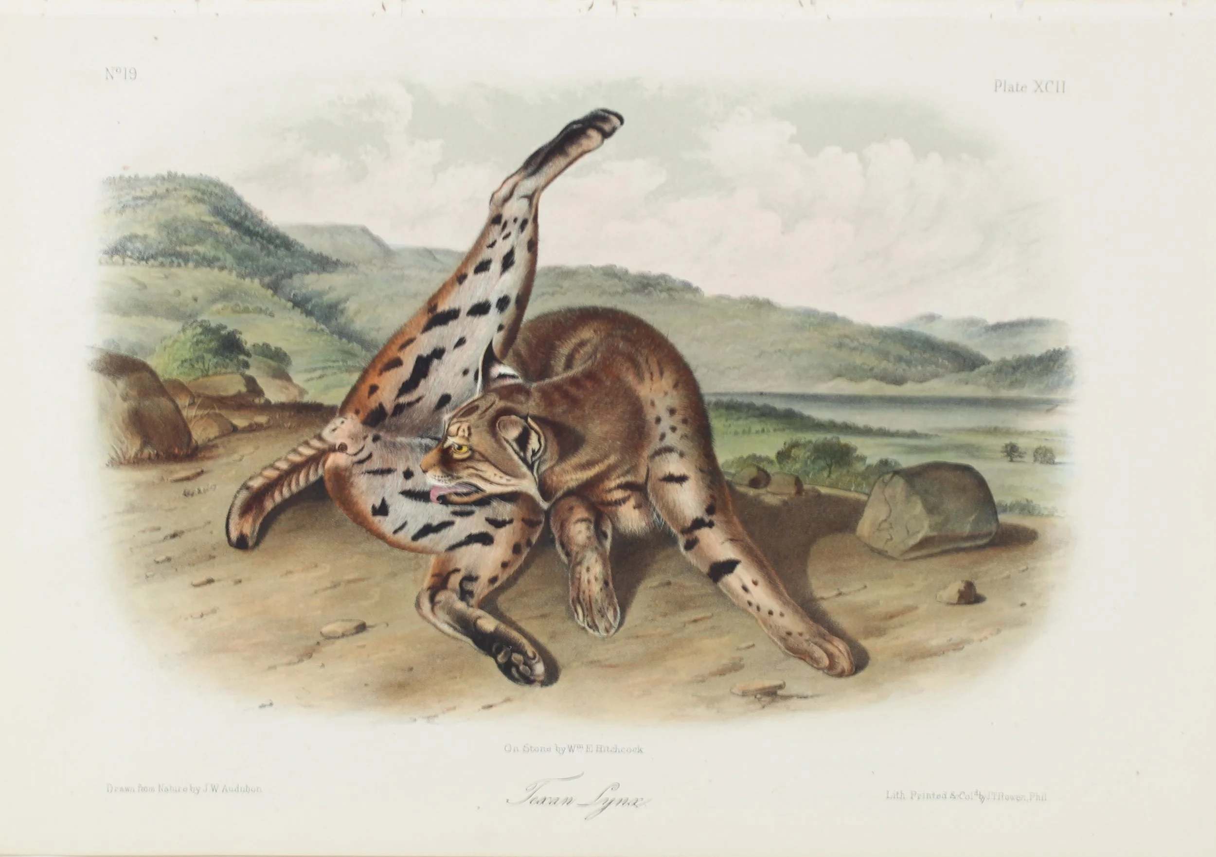 John James Audubon (French-American 1785-1851), "Texan Lynx" ca. 1849-55, Lithograph on Paper, Gift of Mike and Linda Tilton, 2018