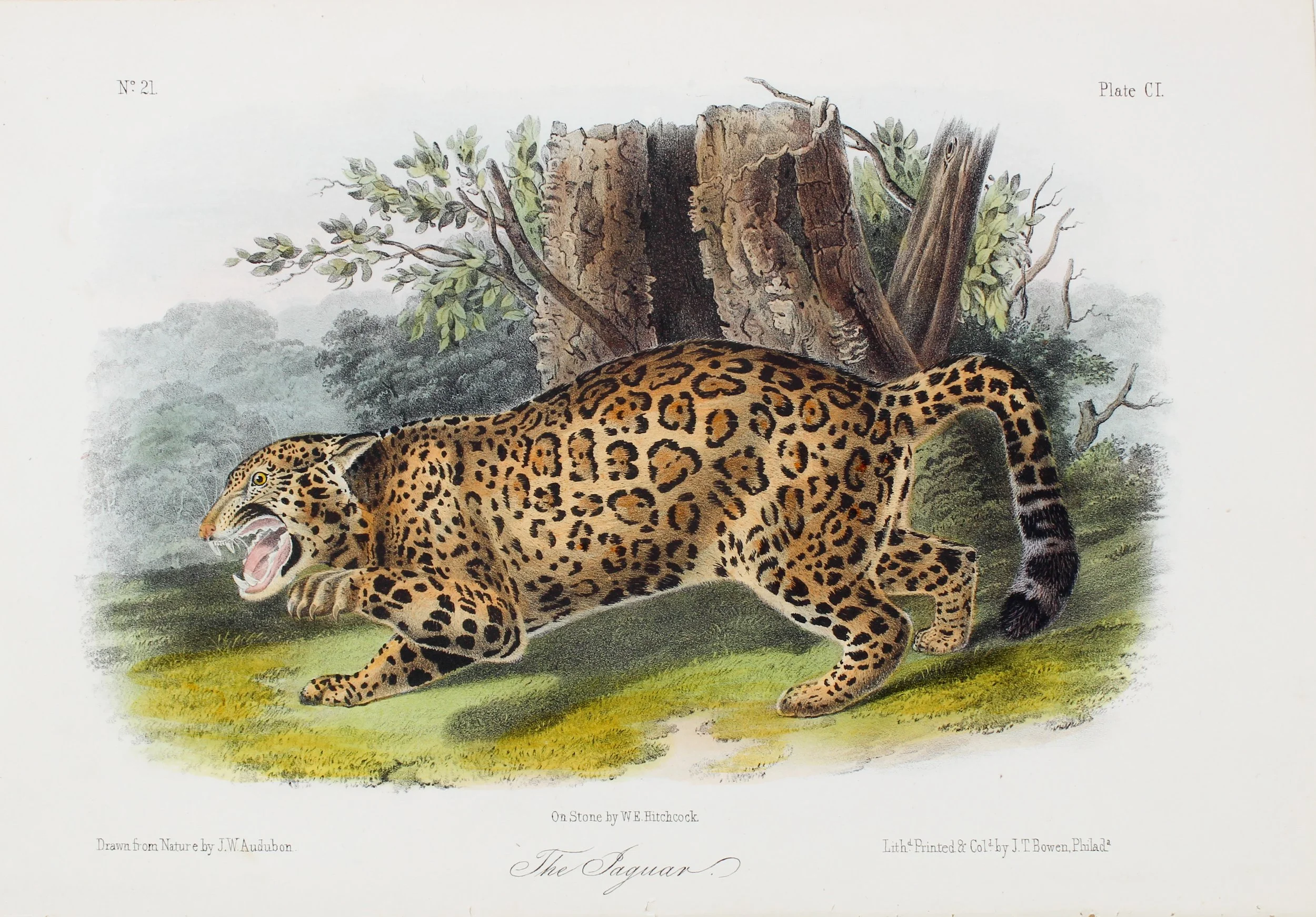 John James Audubon (French-American 1785-1851), "The Jaguar" ca. 1849-55, Lithograph on Paper, Gift of Mike and Linda Tilton, 2018