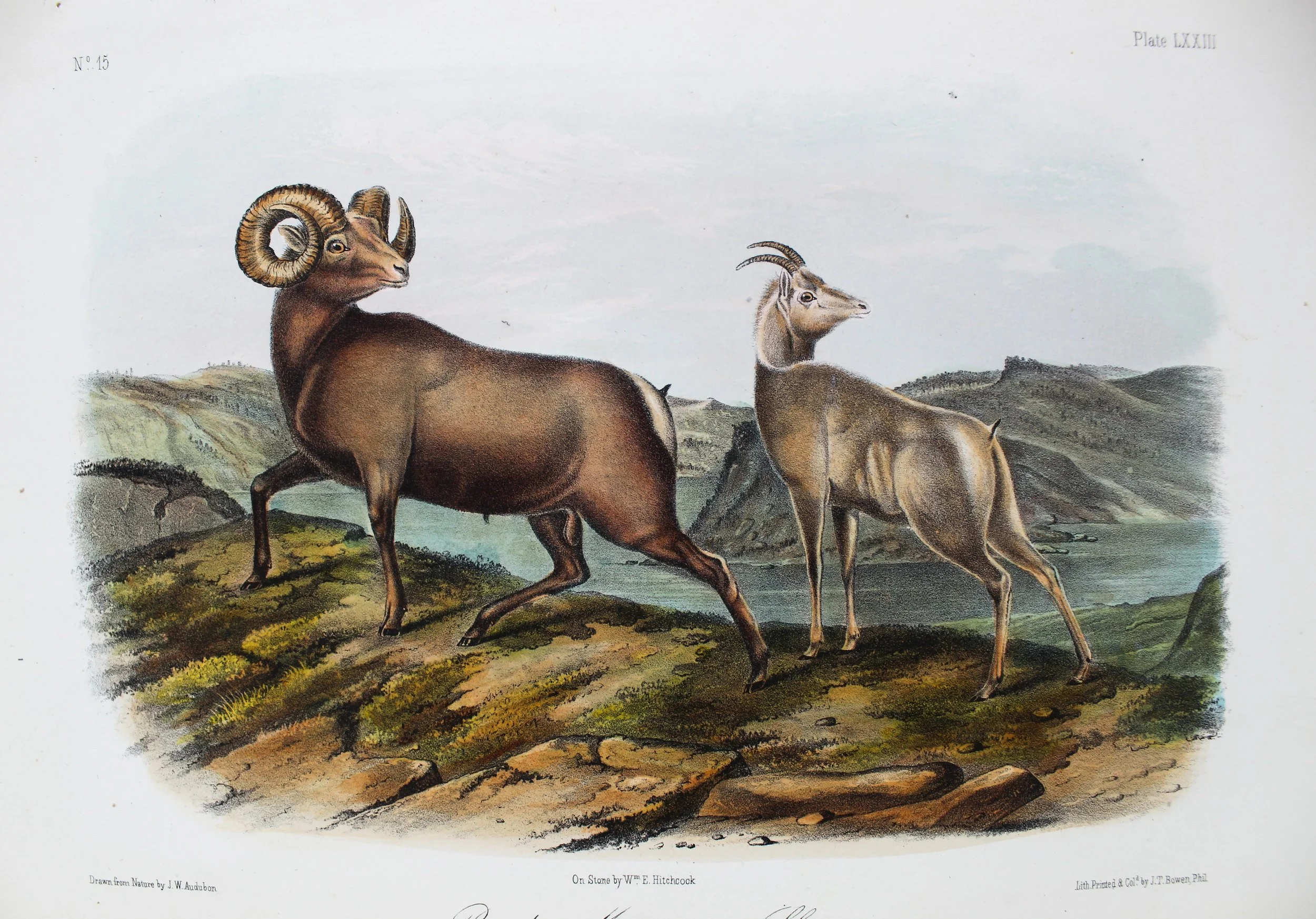 John James Audubon (French-American 1785-1851), "Rocky Mountain Sheep" ca. 1849-55, Lithograph on Paper, Gift of Mike and Linda Tilton, 2018