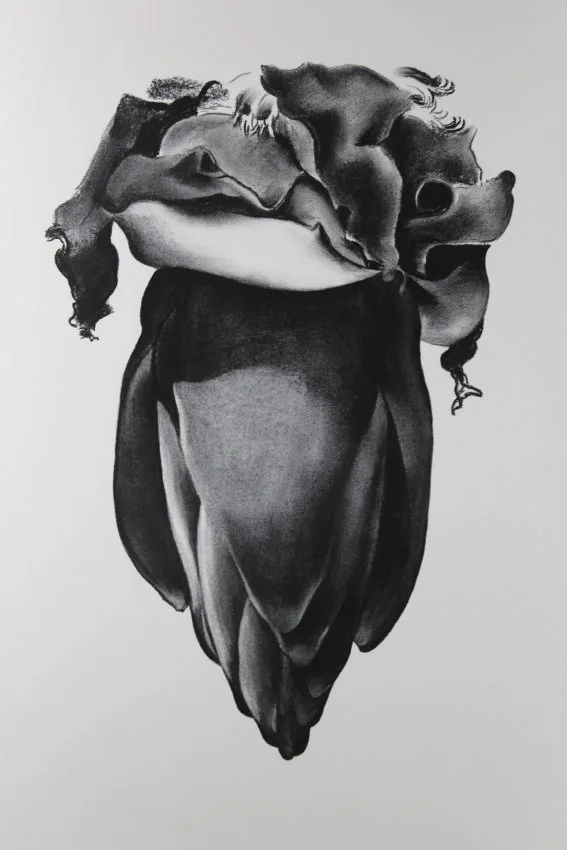 Georgia O’Keeffe (American 1887-1986) “Banana Flower”, 1933, lithograph on paper, from the “Georgia O’Keeffe Drawings” portfolio, 1968, New York: Atlantis Editions, edition 48 of 230, museum purchase in memory of Jane Knox, 2019 (26’’ H x 20’’ W) 
