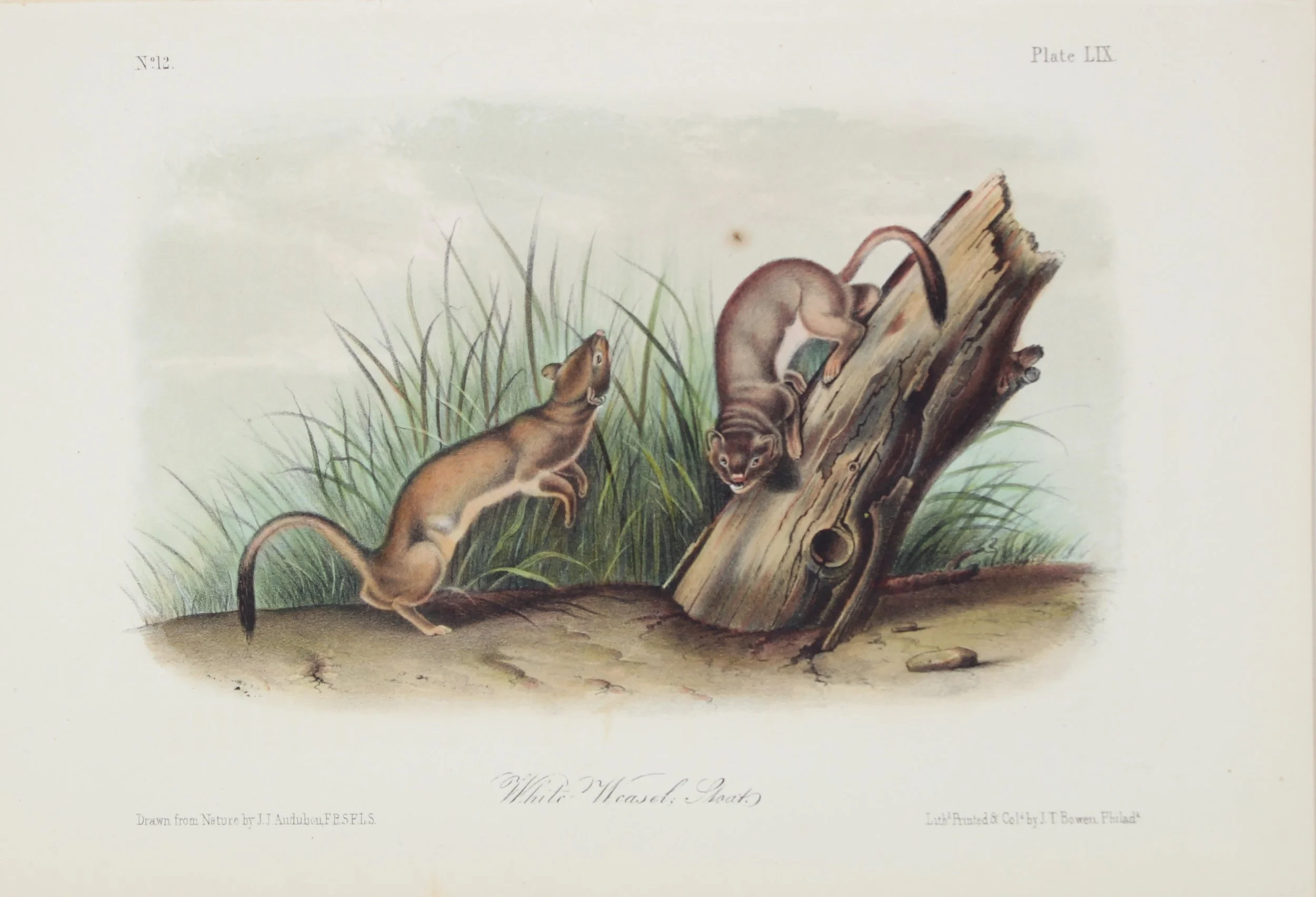John James Audubon (French-American 1785-1851), "White Weasel Stoat" ca. 1849-55, Lithograph on Paper, Gift of Mike and Linda Tilton, 2018