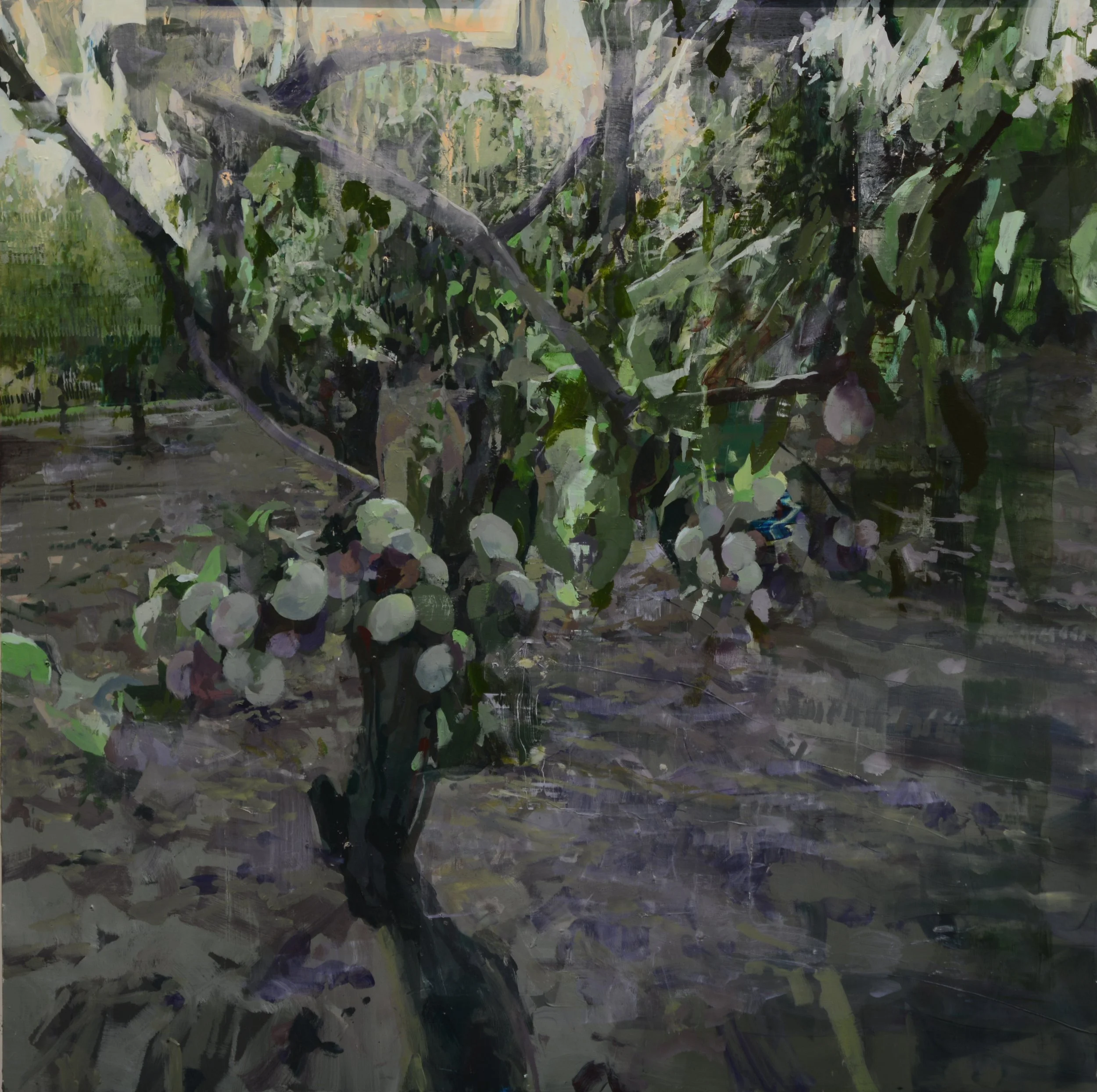 Plum Tree, 36"x36", oil on wood