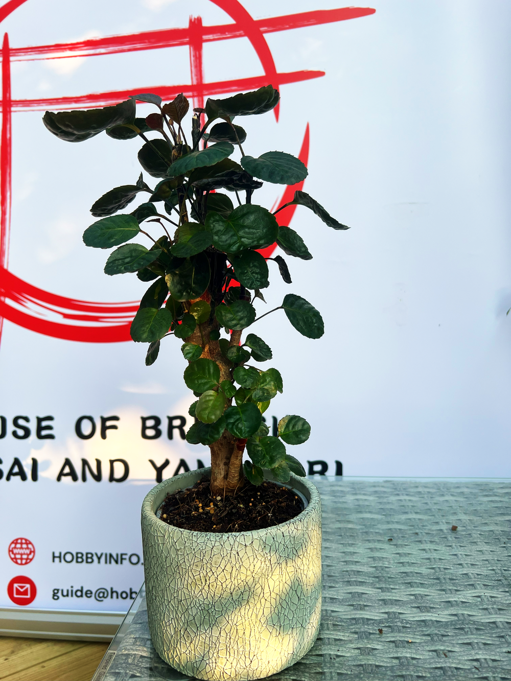 Indoor bonsai polyscias Fabian 10-12 years old  HOBBY