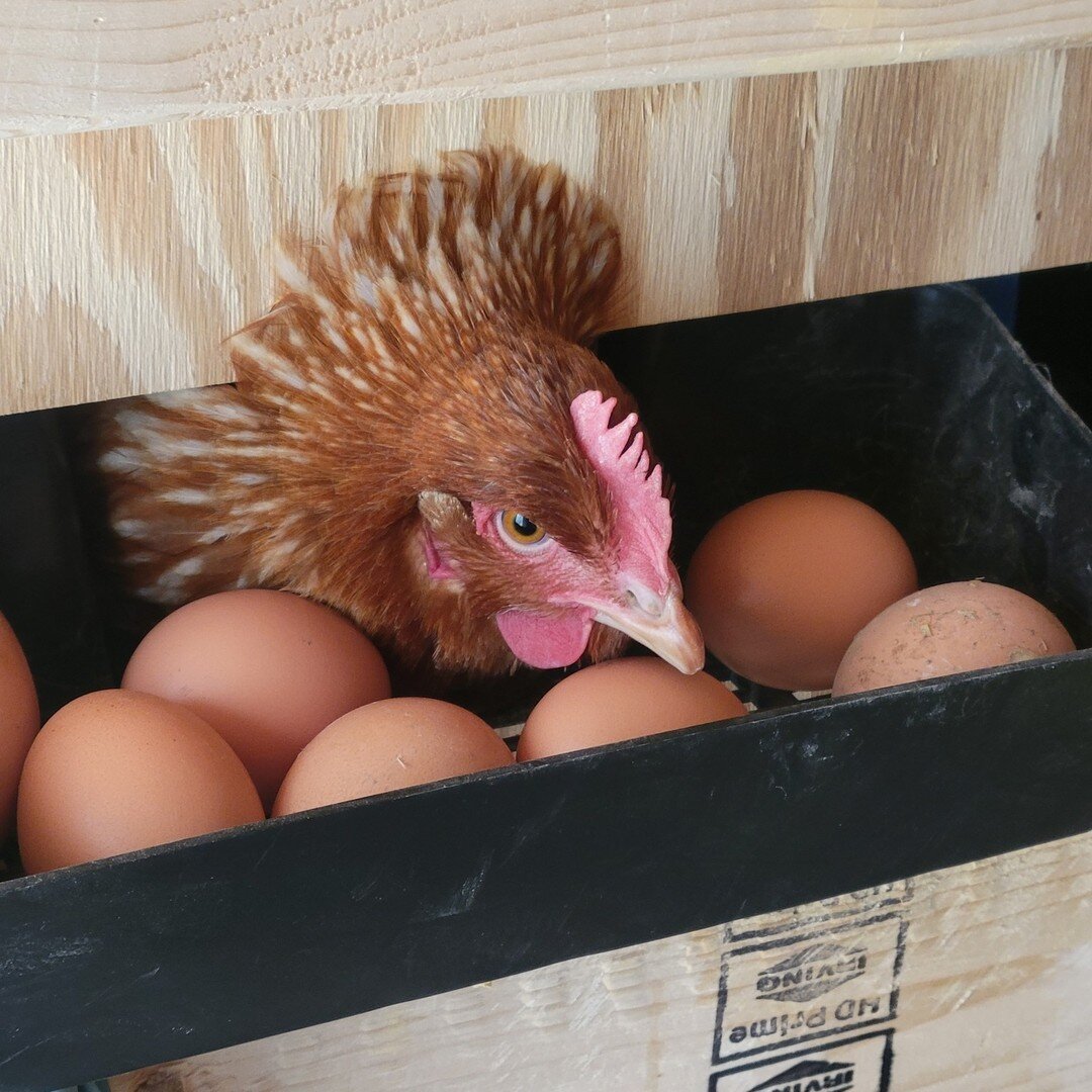 Yay, it's Farmer's Market day!  Come see us at the MWV Farmer's Market at the North Conway Community Center, today from 4pm - 7pm.  We will have farm fresh eggs and locally raise pork products.
