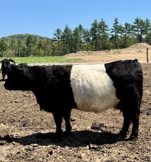 MHF Fiona F2 #43208-B - DOB: 2/19/2018 - Sire: MHF Absolut (AI) - Dam: Zander 9Z - Natural service to MHF Gretzky for 11/25/2025 calving date.