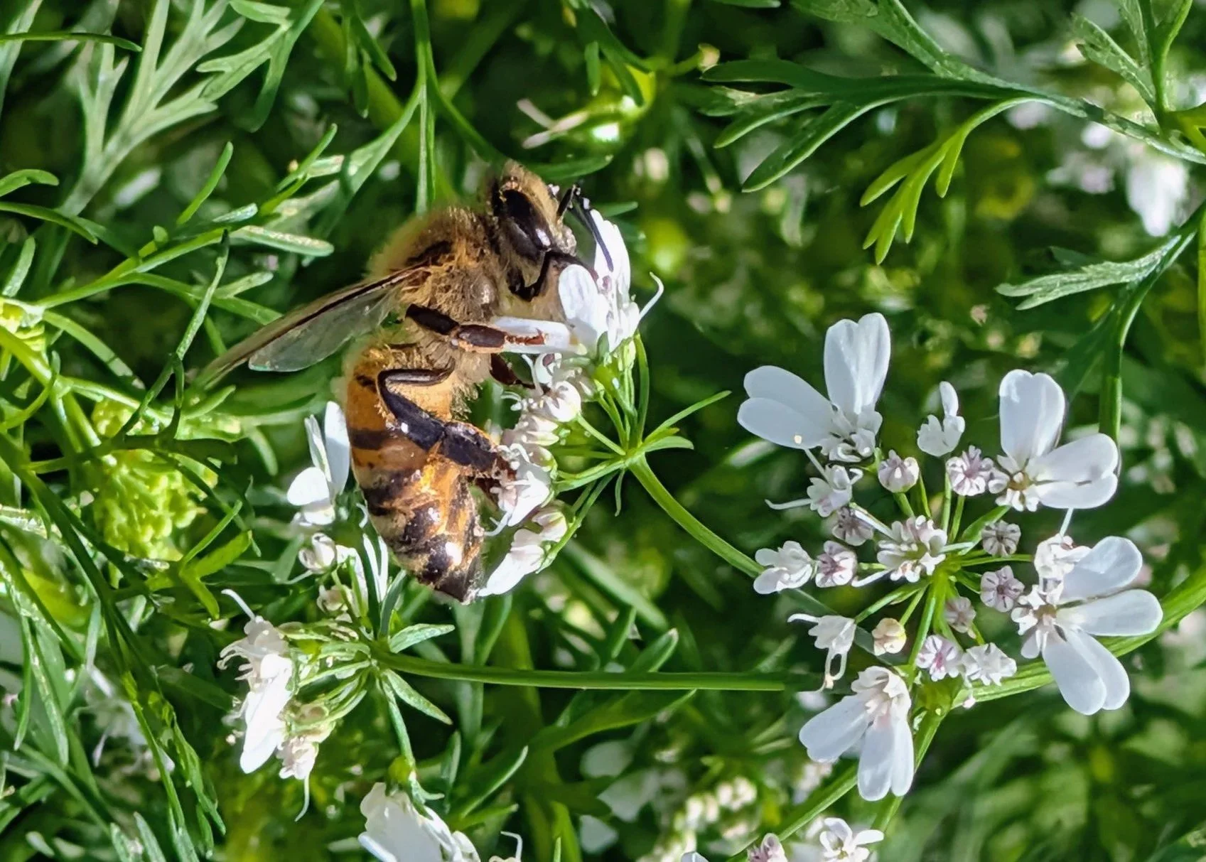 A bee gathering nectar from white flowers on greenery.